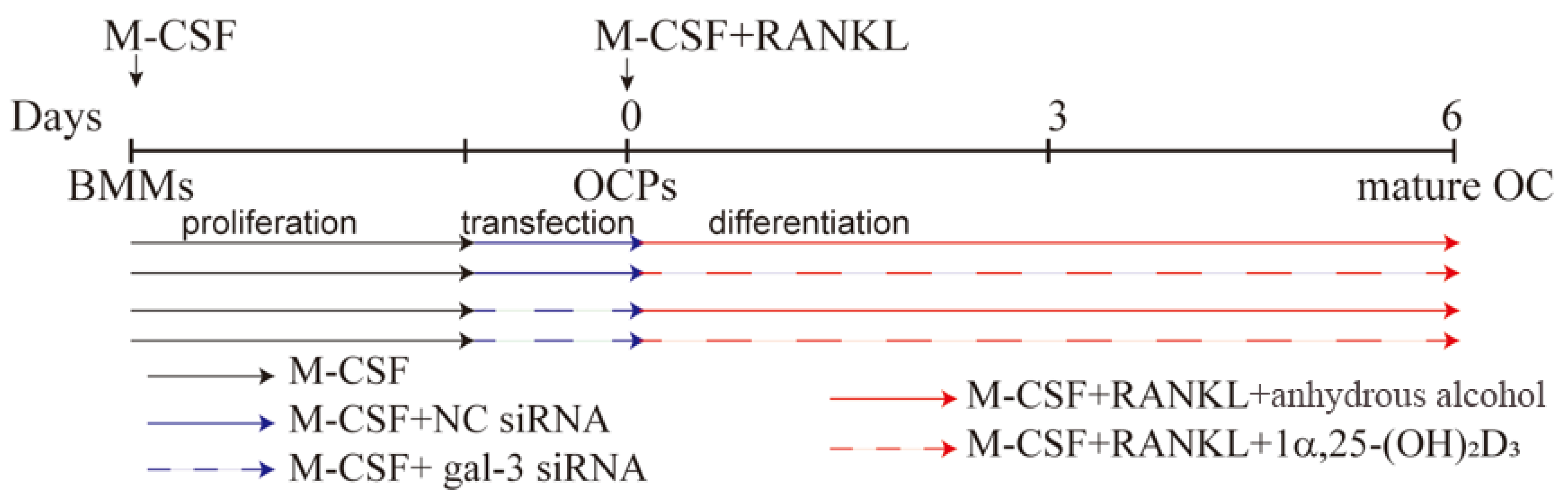 Ijms 22 13334 g011 550