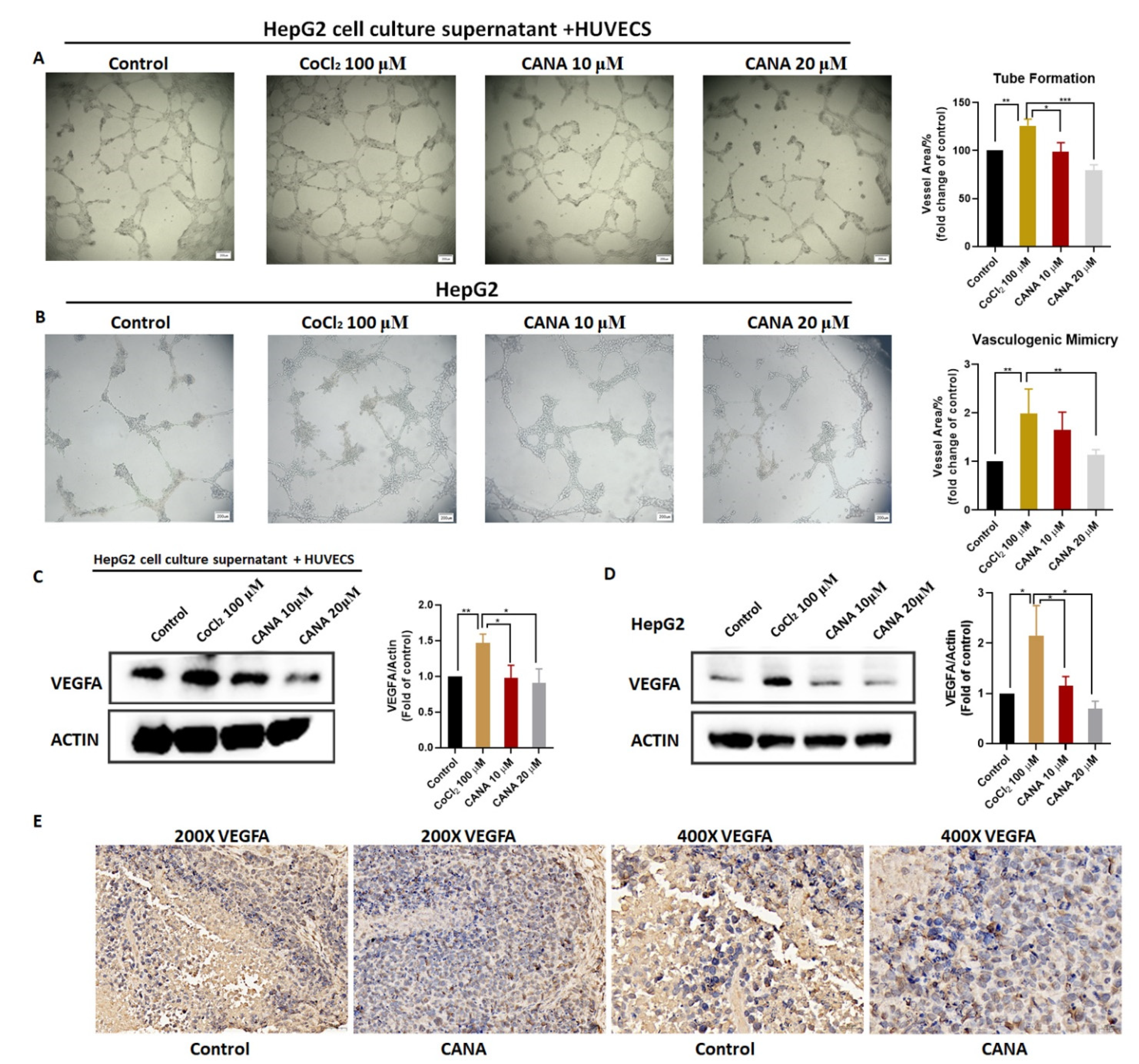 Ijms 22 13336 g003 550