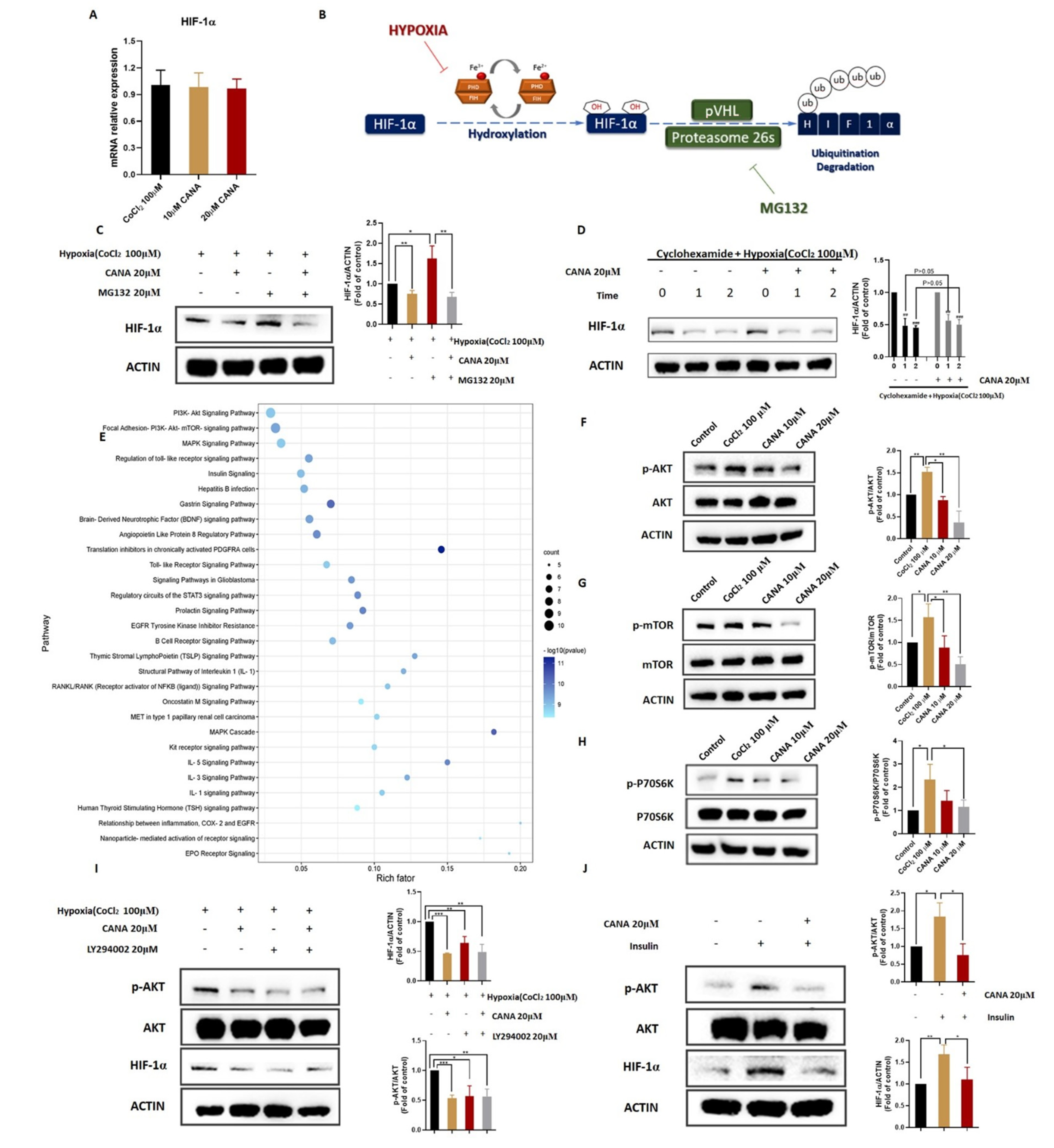 Ijms 22 13336 g006 550