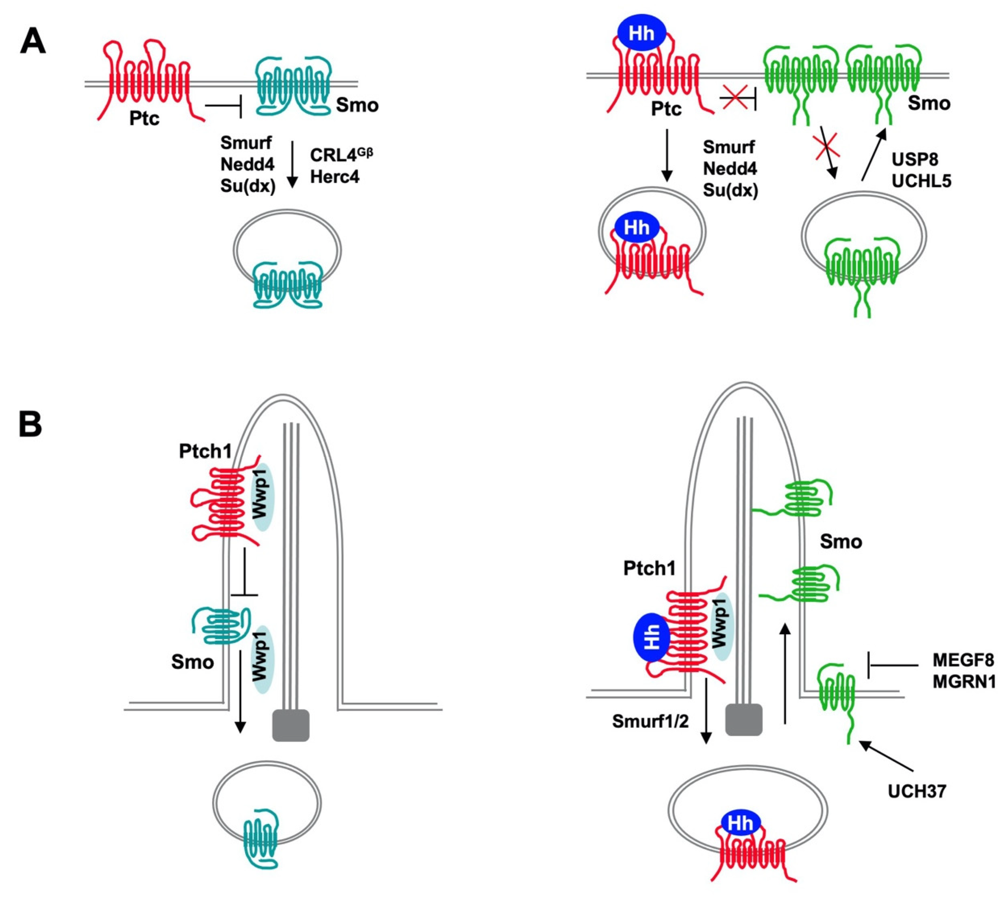 Regulation of Hedgehog Signal