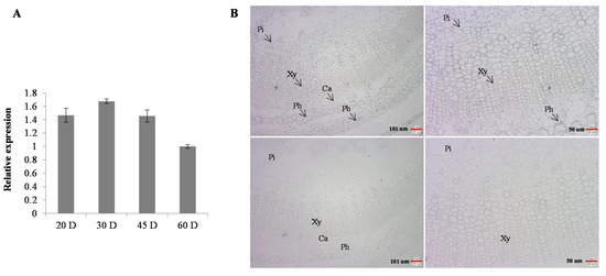 その他 yin Synergistic effect of Co-MOF/epoxy modified tannic acid