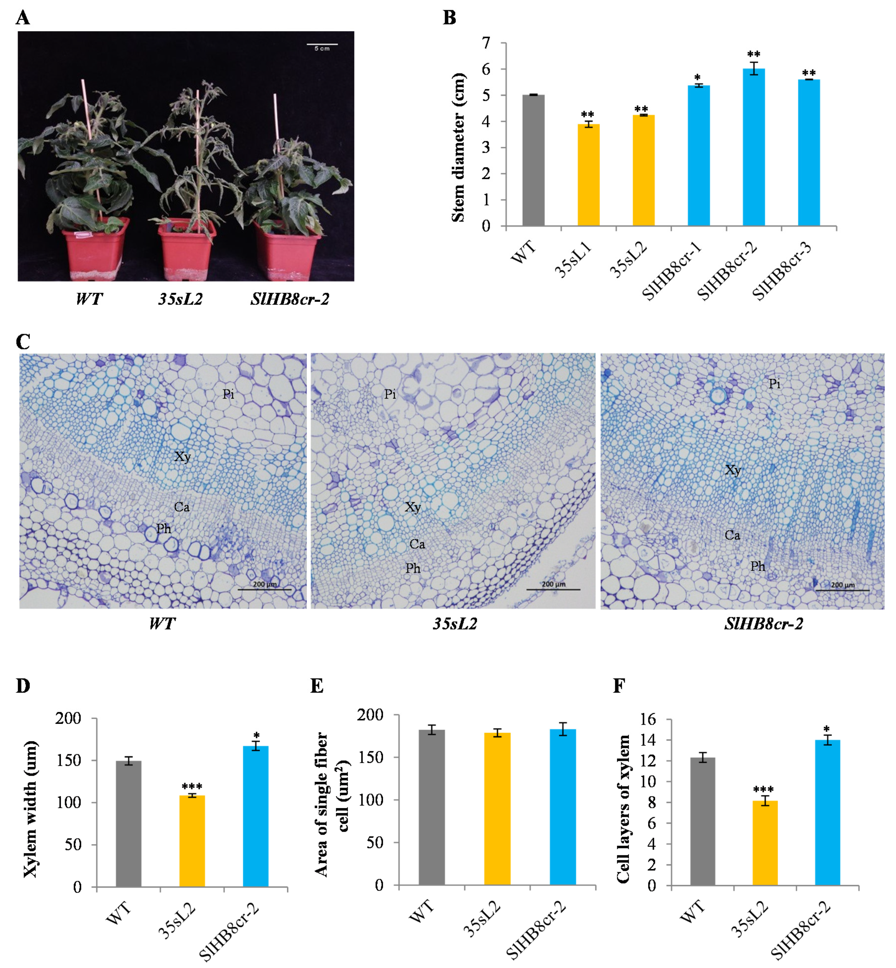 The SlHB8 Acts as a Negative Regulator in Stem Development