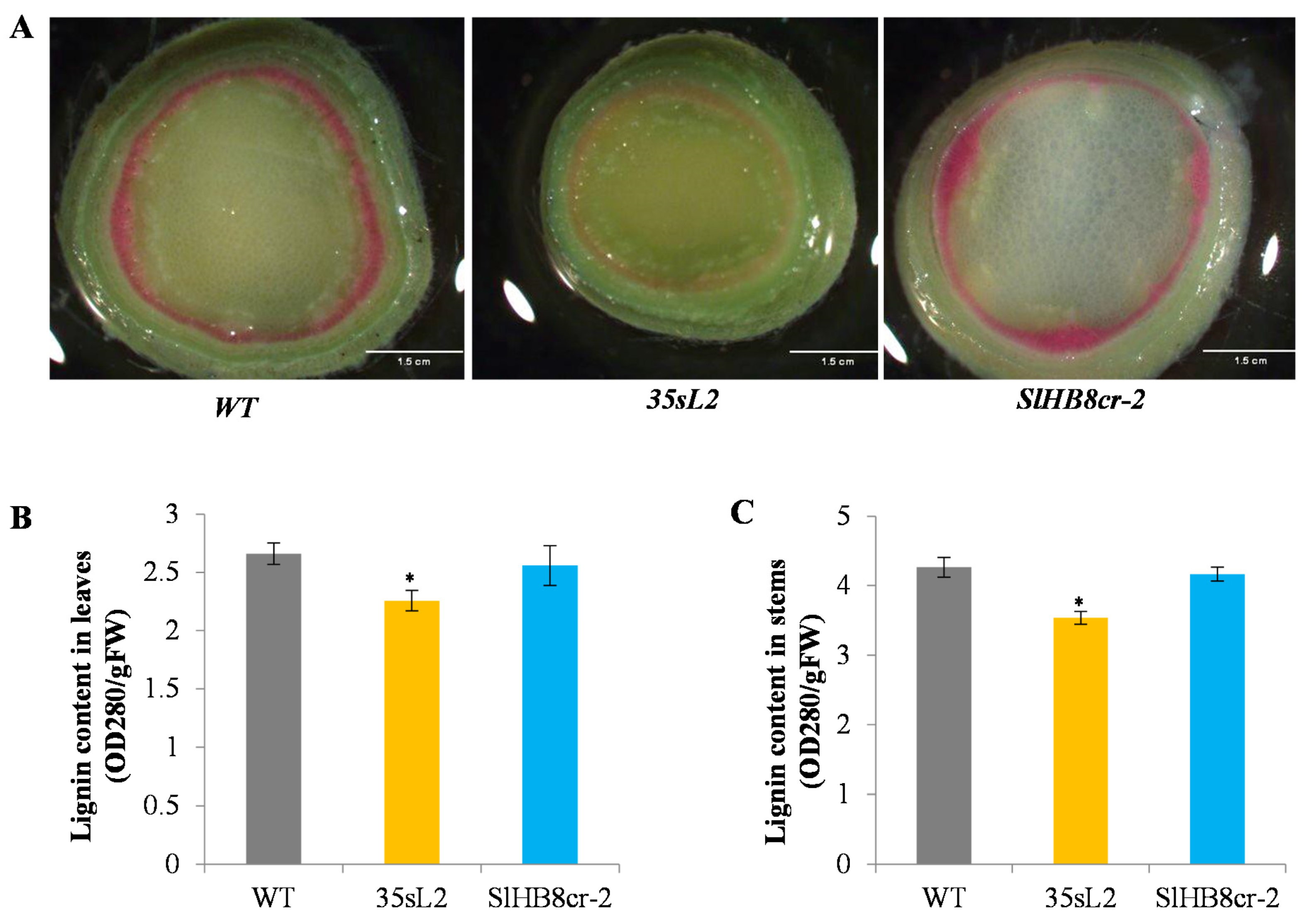 The SlHB8 Acts as a Negative Regulator in Stem Development