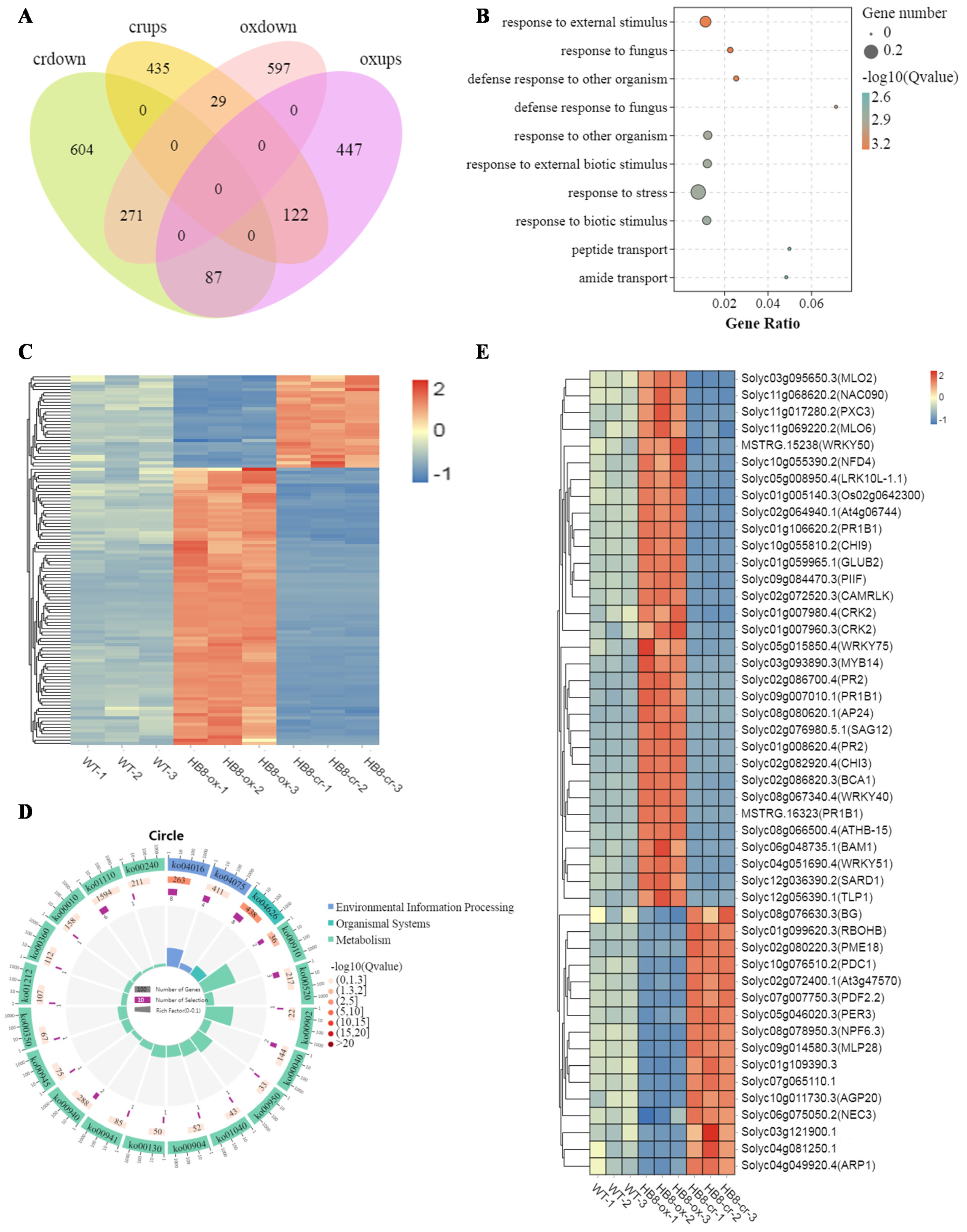 The SlHB8 Acts as a Negative Regulator in Stem Development