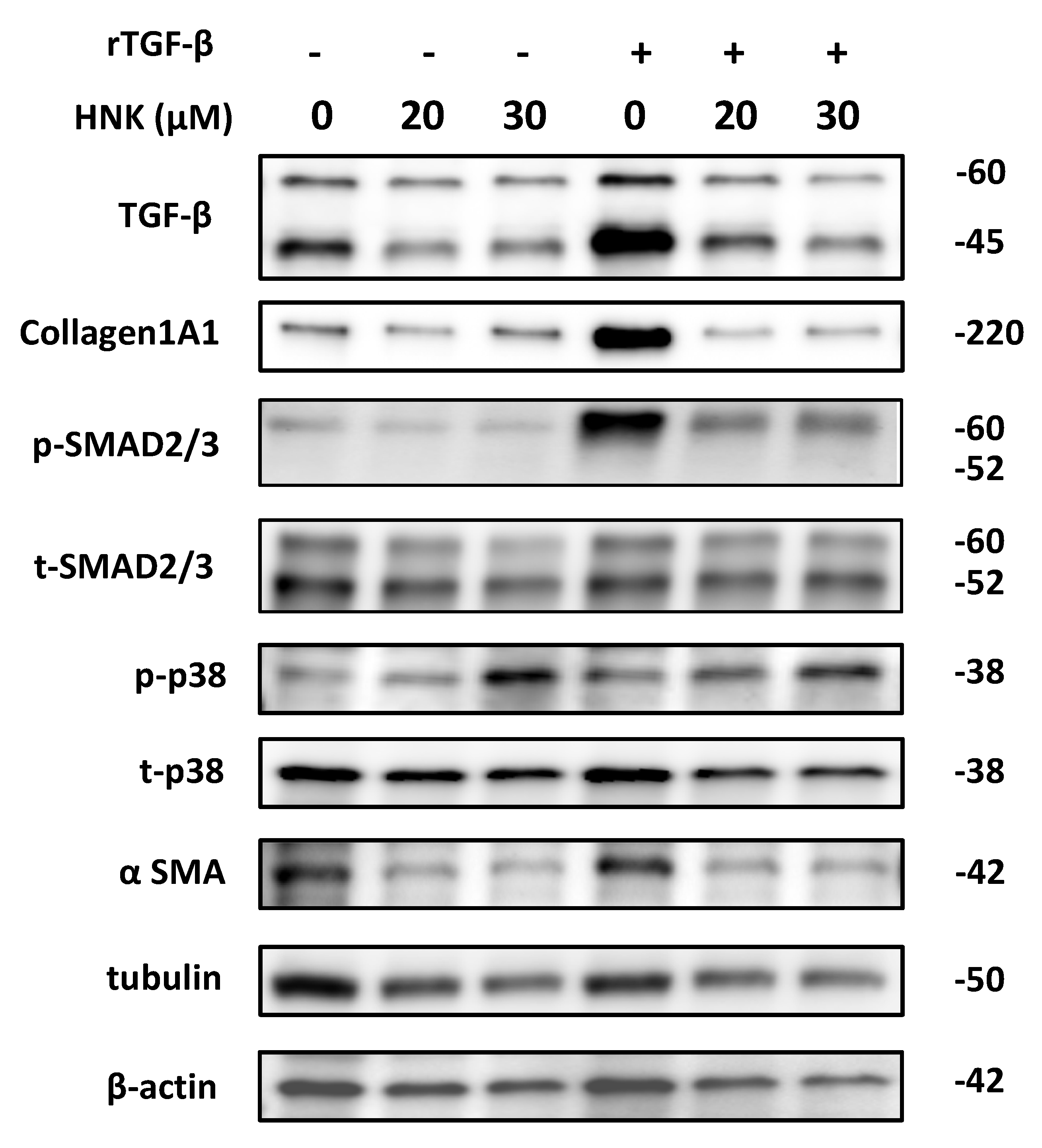 Ijms 22 13354 g004 550