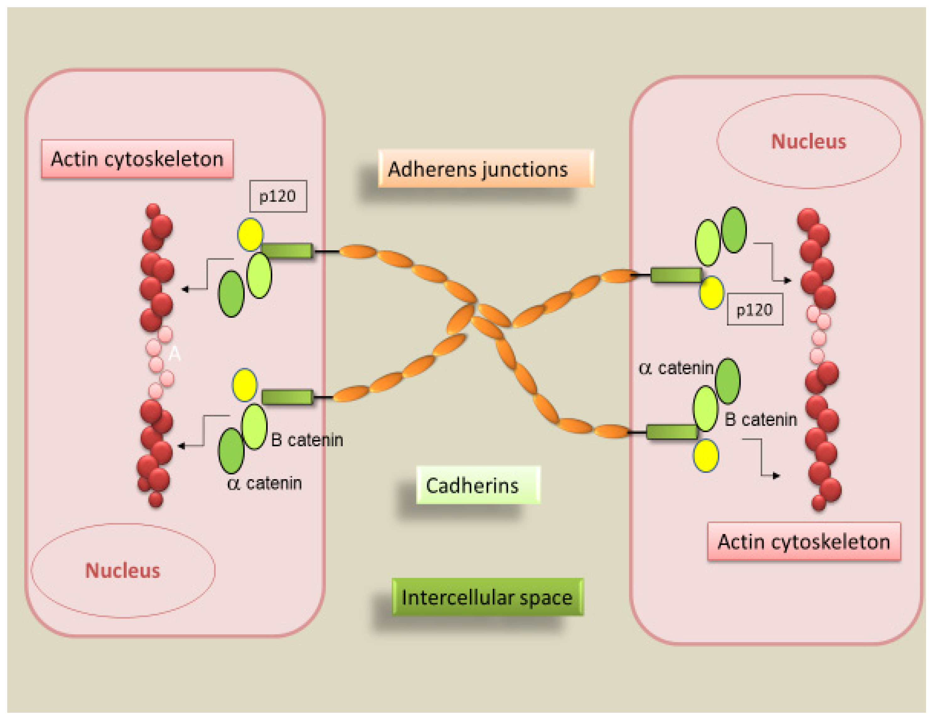 IJMS | Free Full-Text | Cadherin Signaling in Cancer and Autoimmune Diseases
