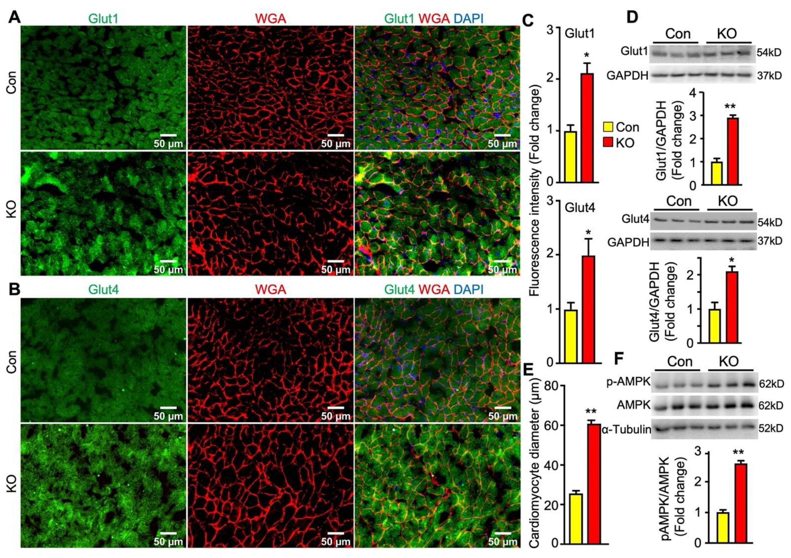 Ijms 22 13361 g006 550