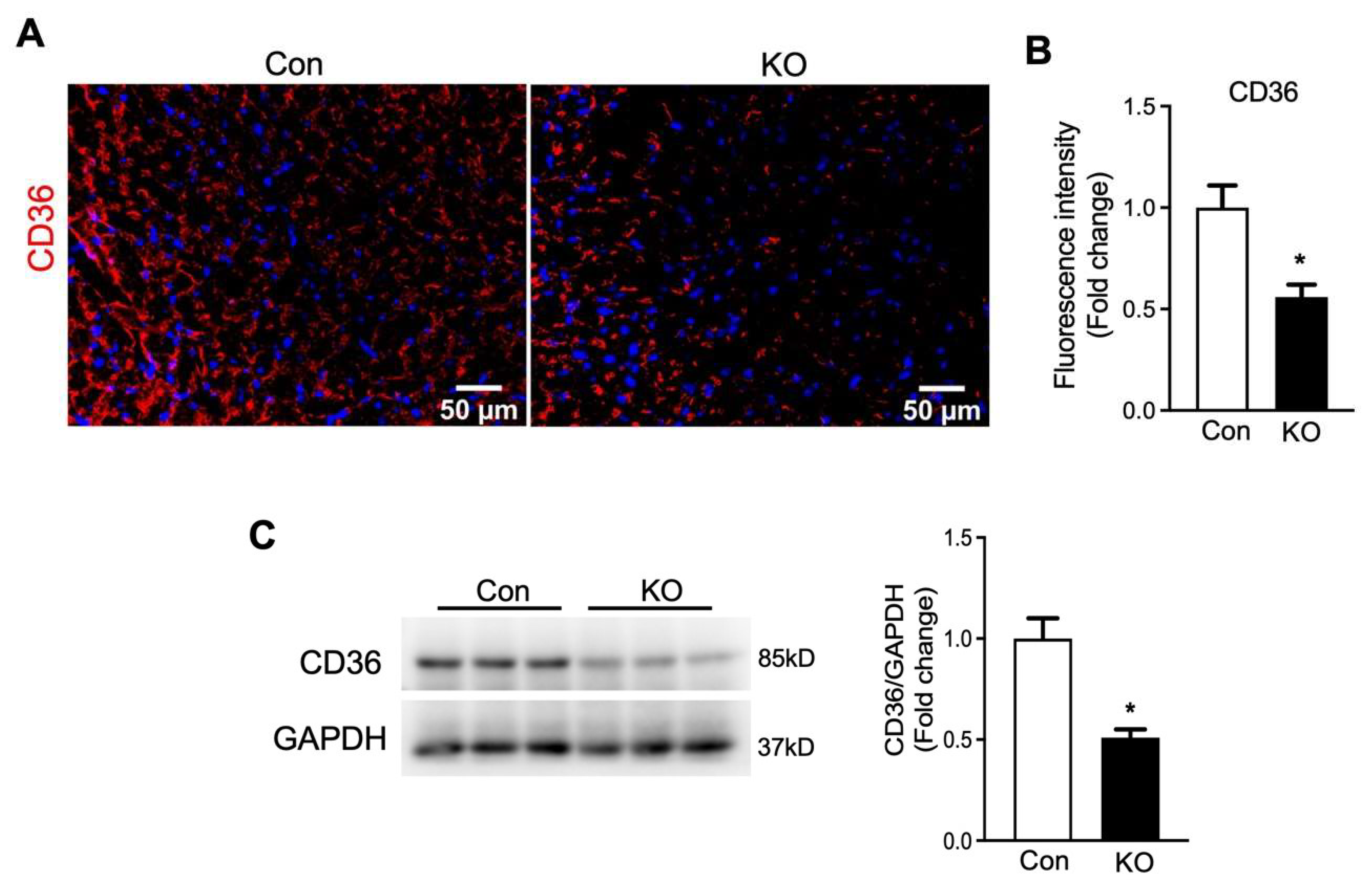 Ijms 22 13361 g007 550