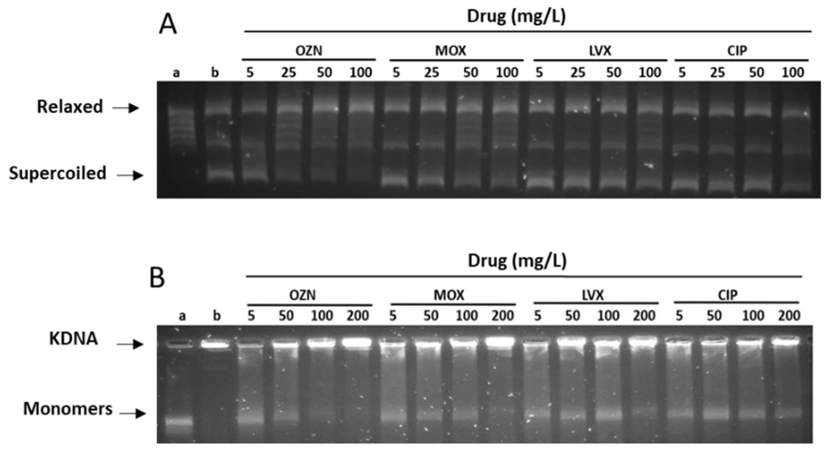 Ijms 22 13363 g003 Ijms 22 13363 g003