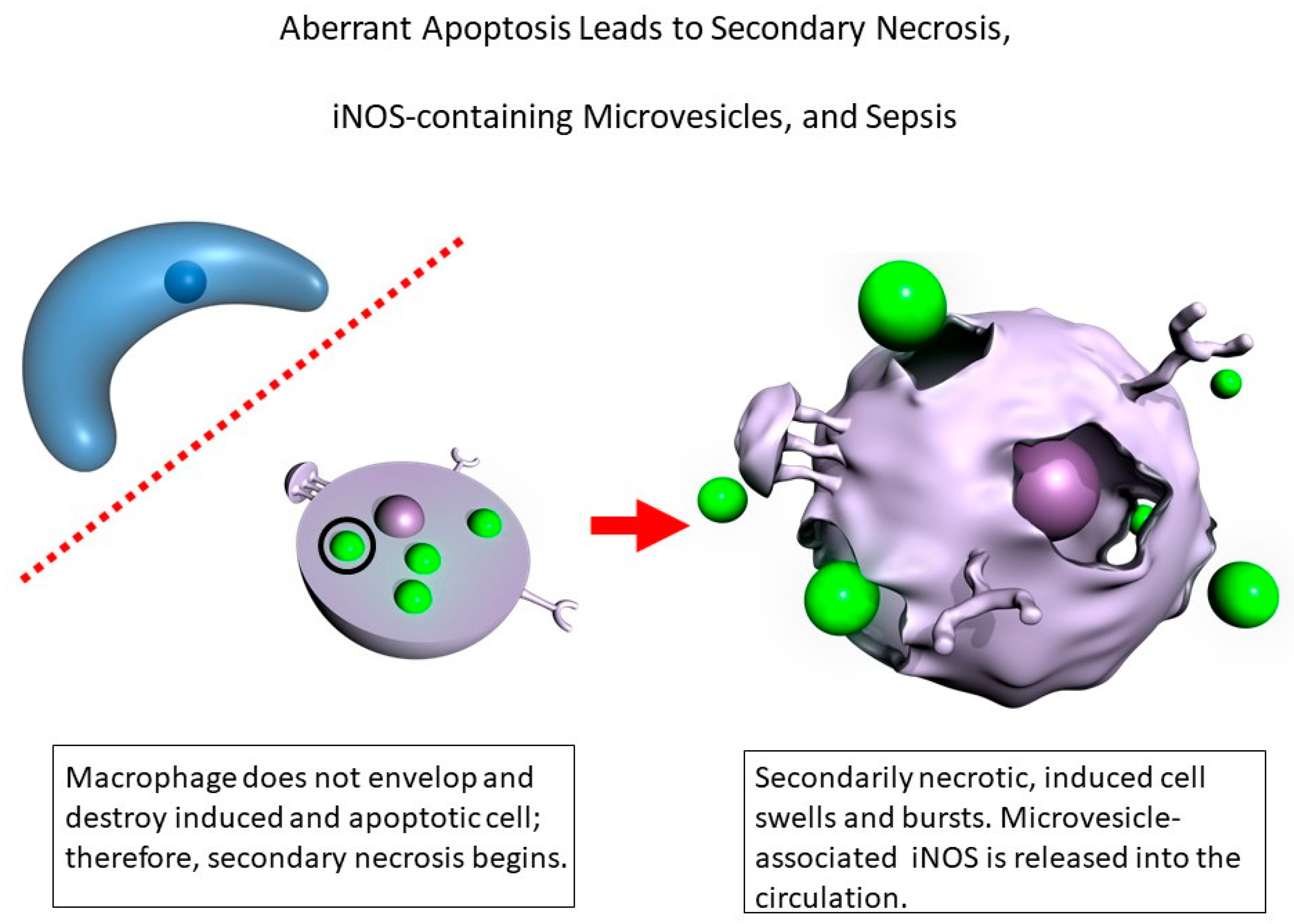 Ijms 22 13371 g003 550