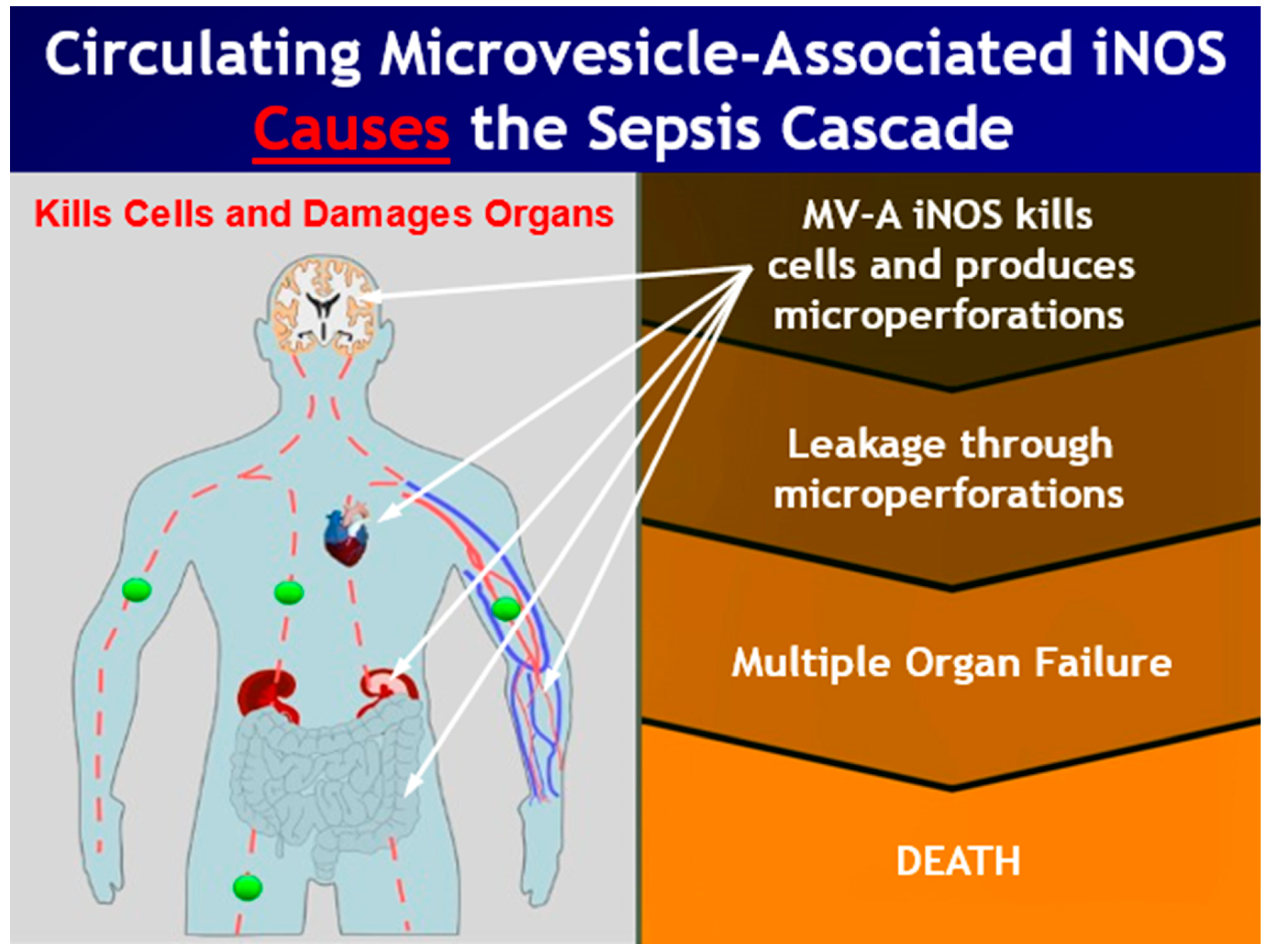 Ijms 22 13371 g004 550