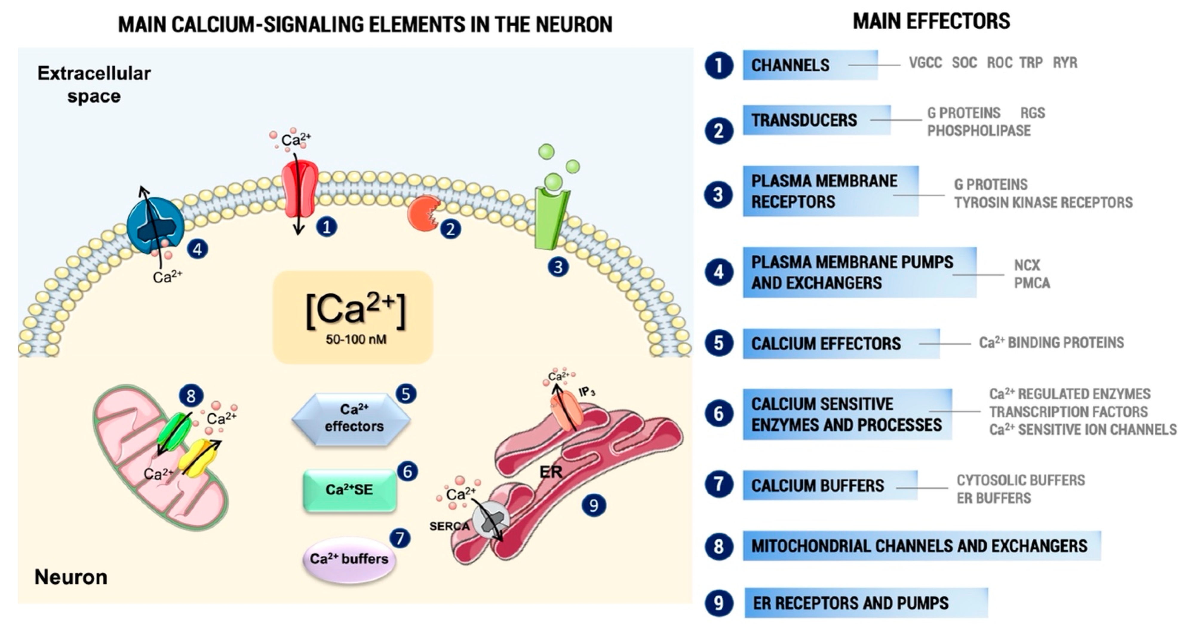 IJMS Free Full Text Systematic Review Of Calcium Channels And ijms-free-full-text-systematic-review-of-calcium-channels-and