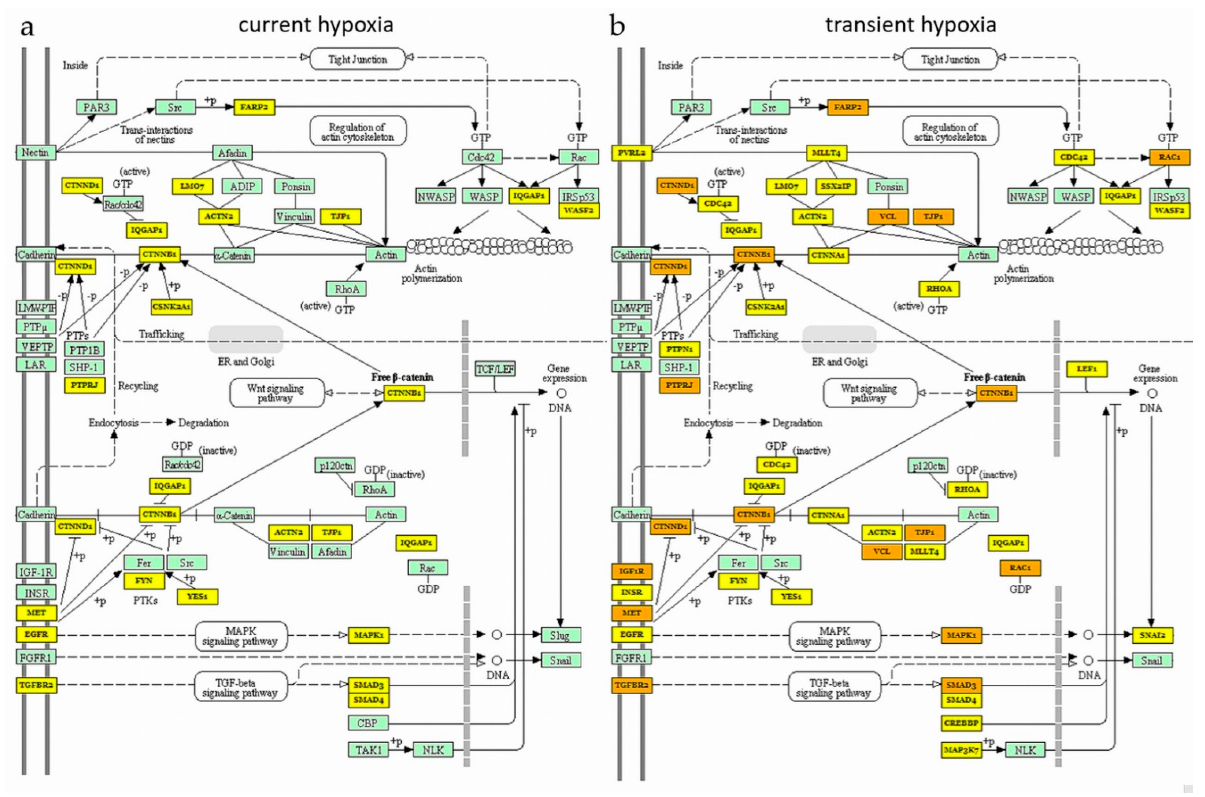 Ijms 22 13378 g004 550