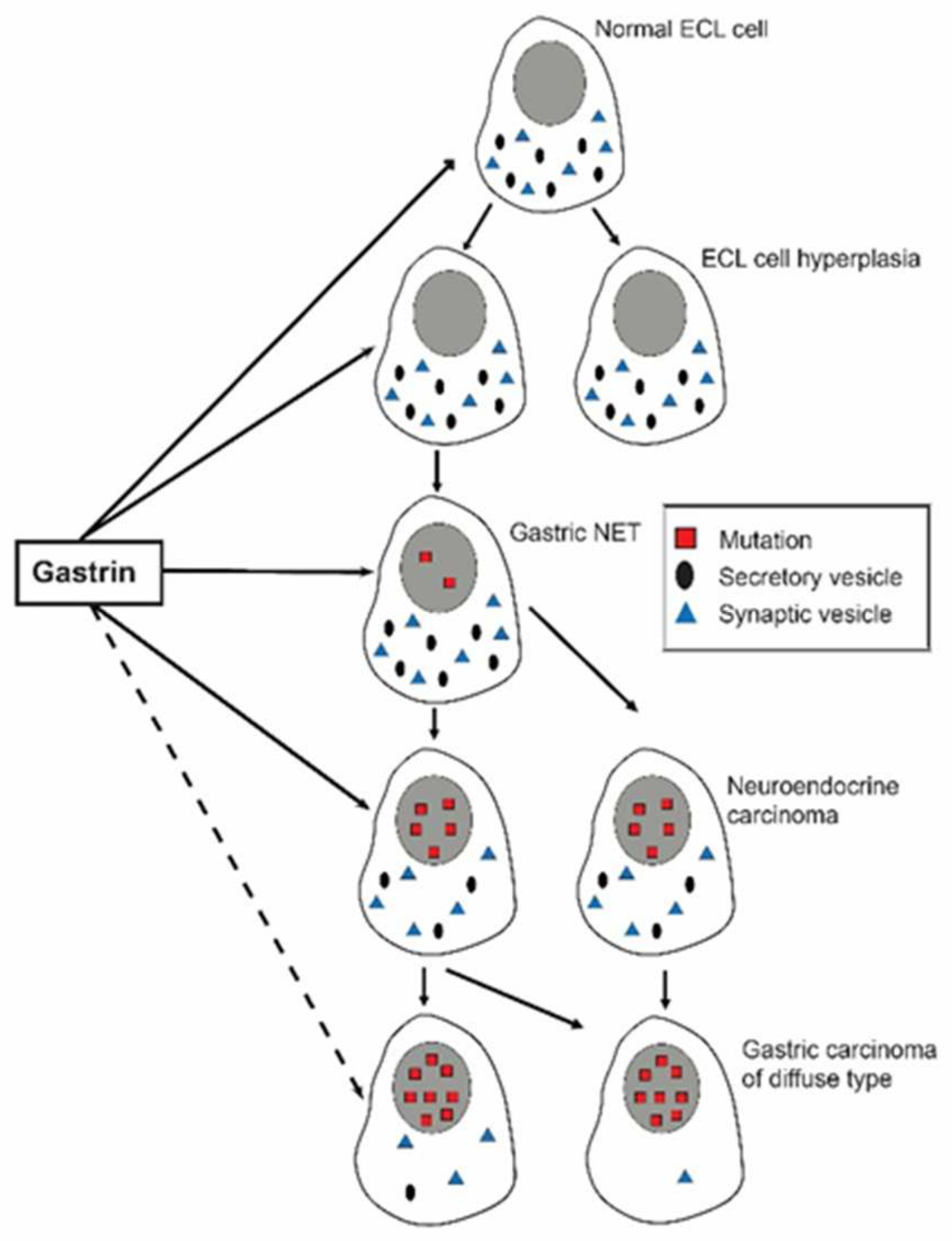 Ijms 22 13386 g001 550