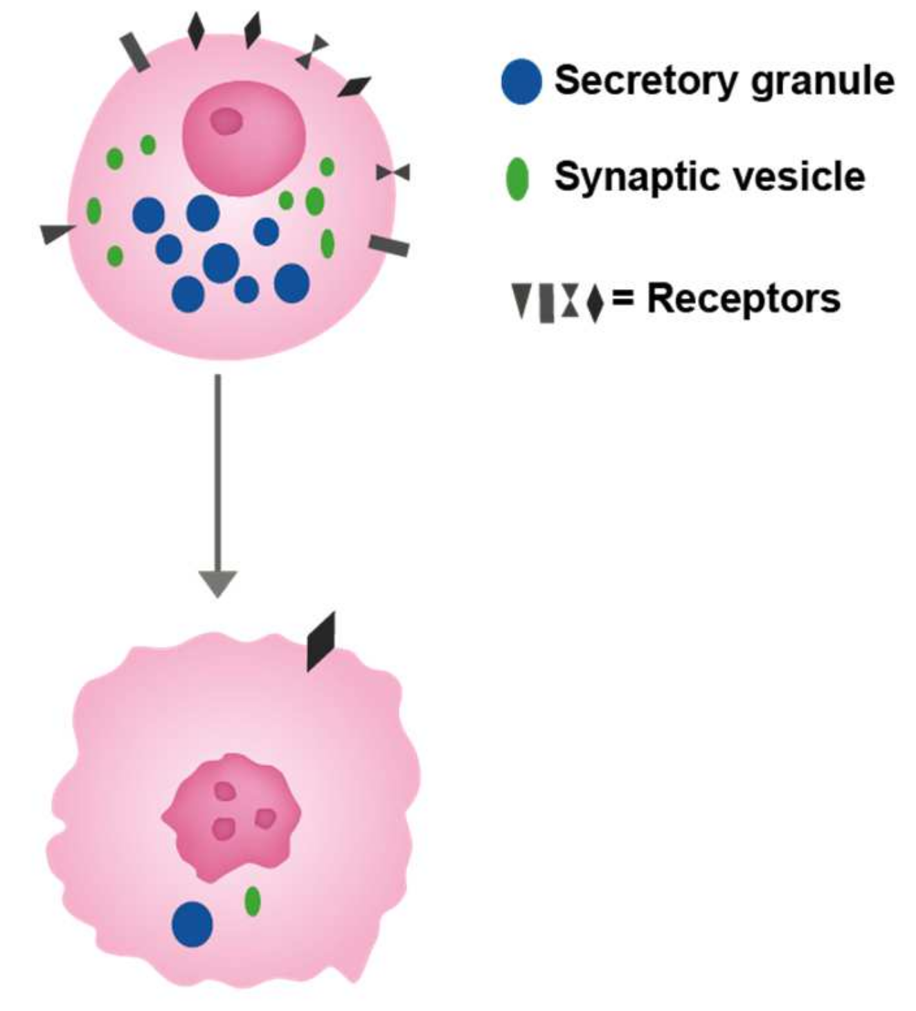 Ijms 22 13386 g002 550