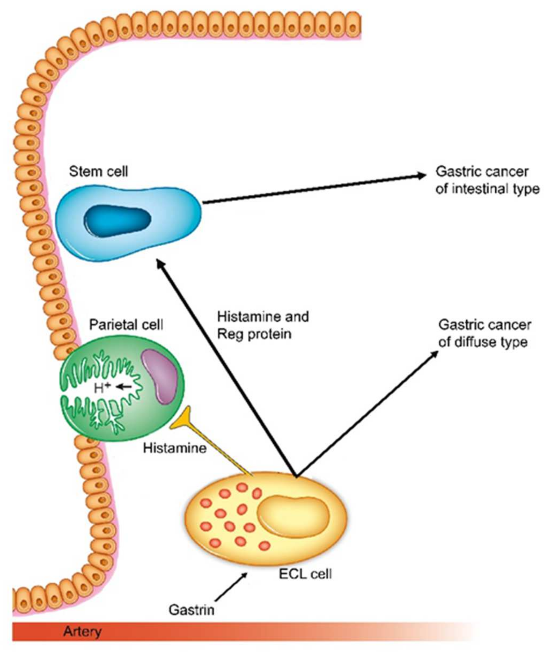 Ijms 22 13386 g003 550