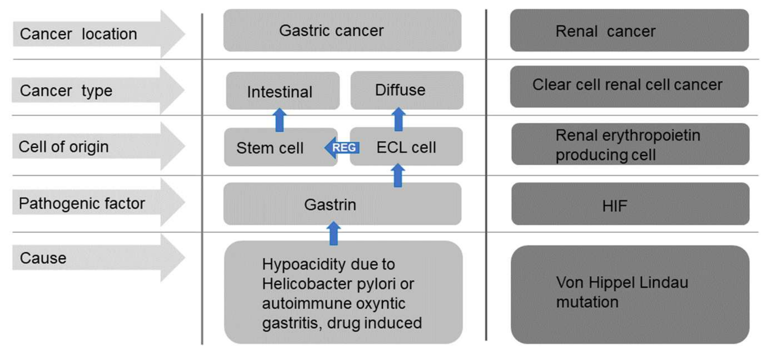 Ijms 22 13386 g004 550