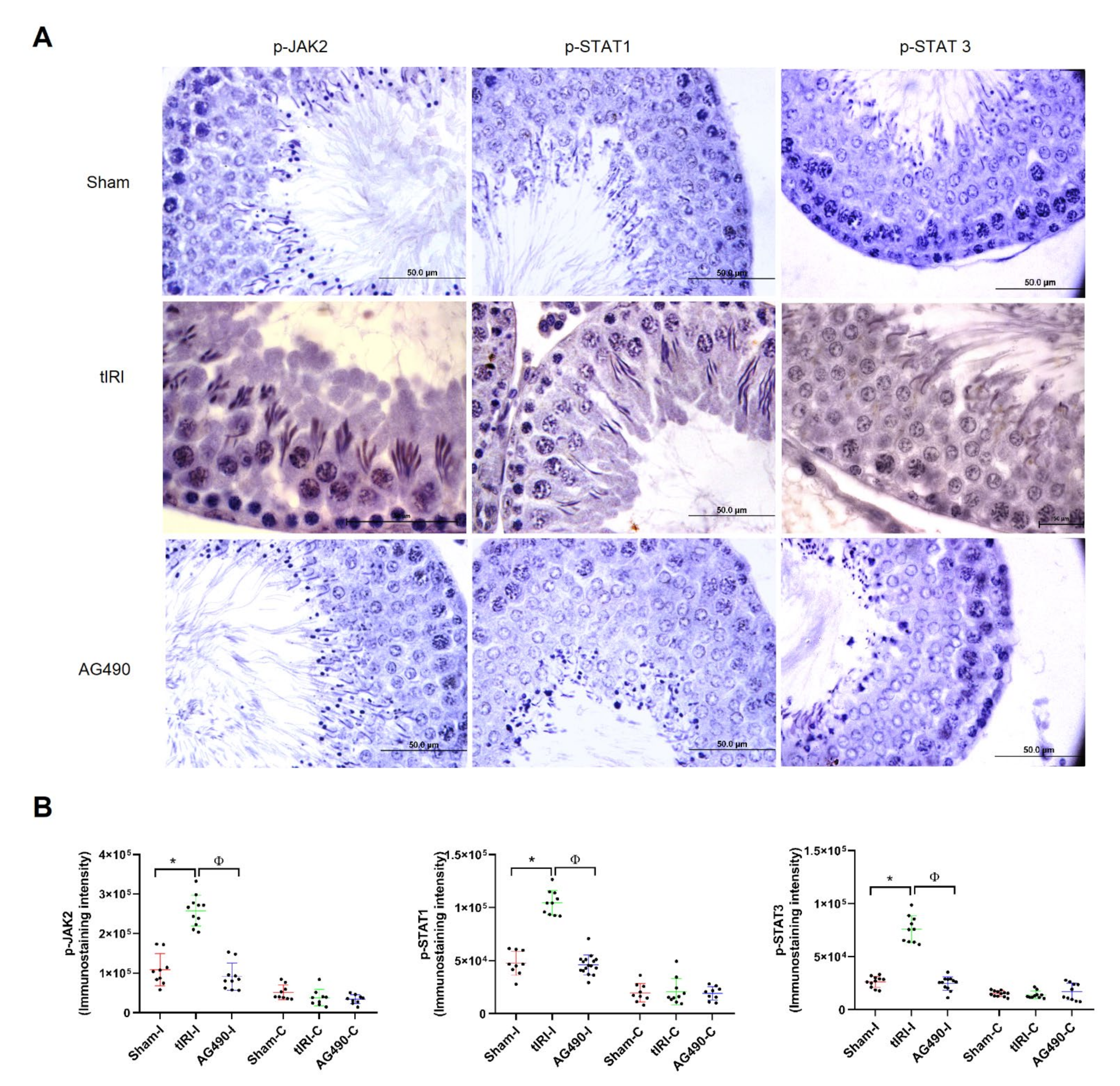 Ijms 22 13390 g001 Ijms 22 13390 g001