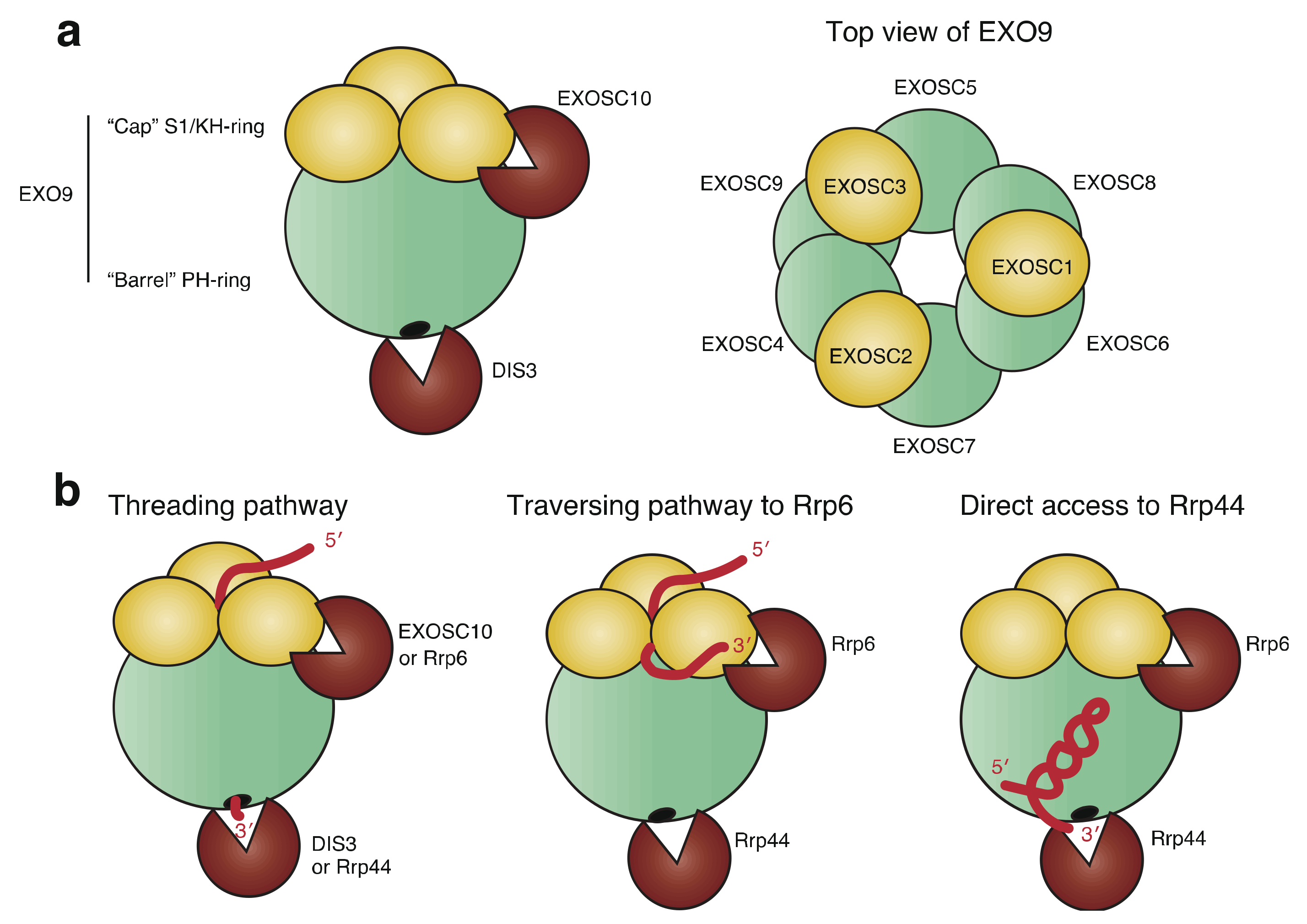 Ijms 22 13401 g001 Ijms 22 13401 g001