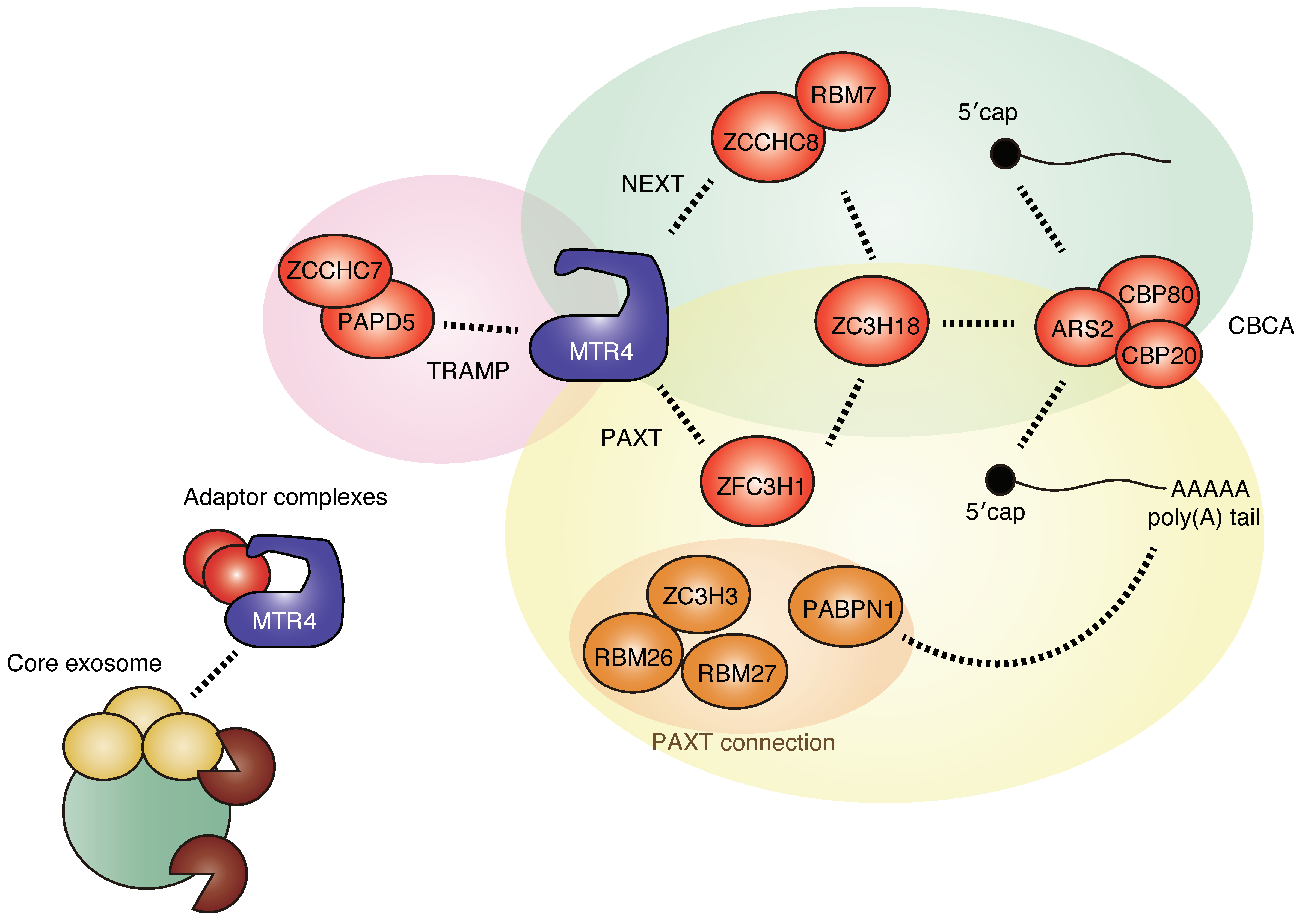 Ijms 22 13401 g002 Ijms 22 13401 g002