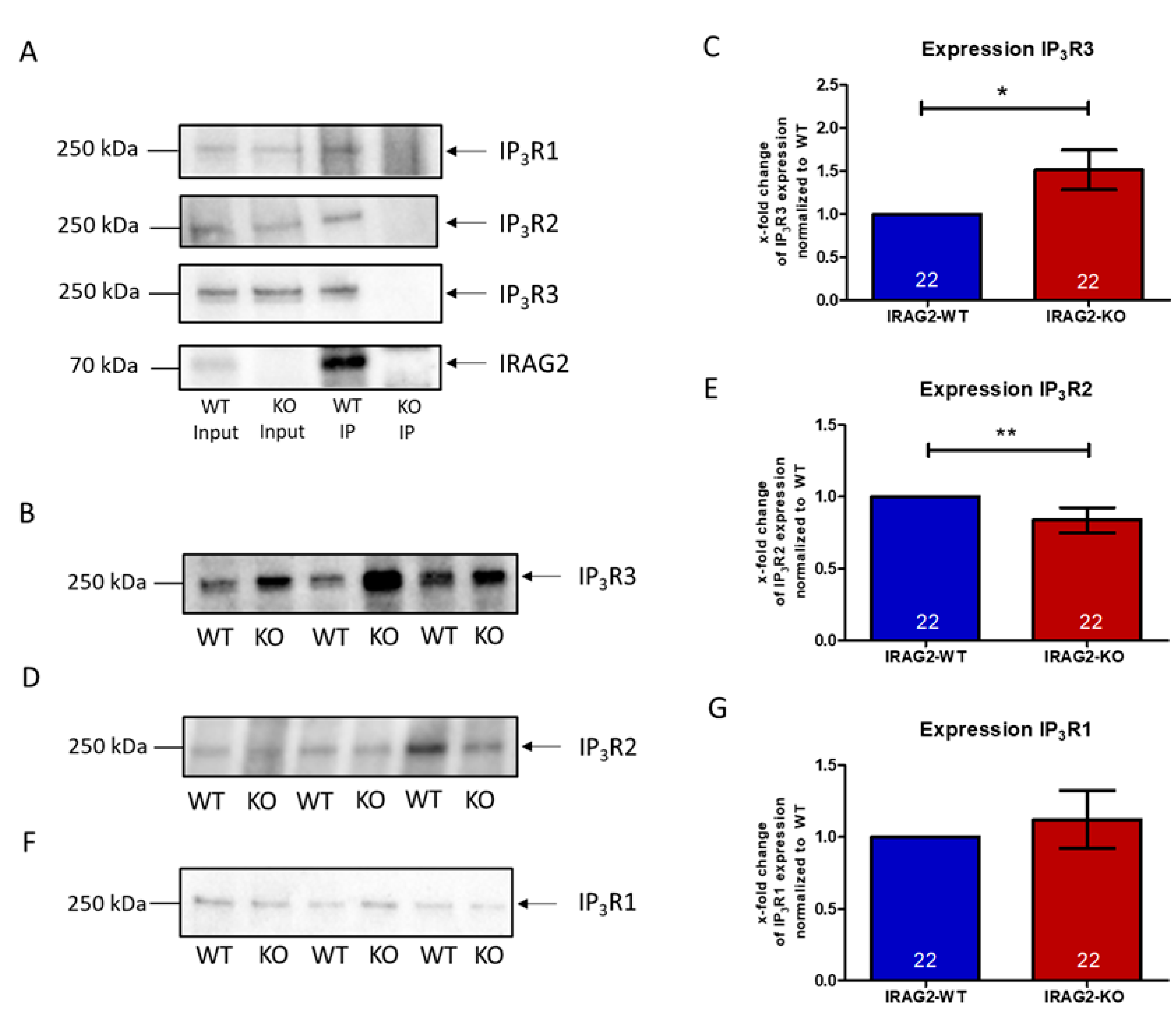 Ijms 22 13409 g002 Ijms 22 13409 g002