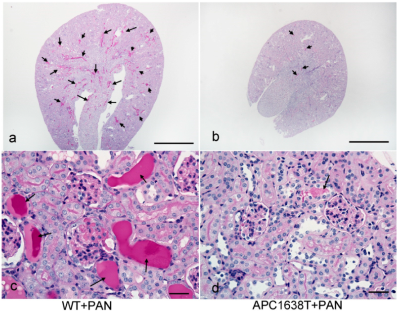 Ijms 22 13412 g004 Ijms 22 13412 g004