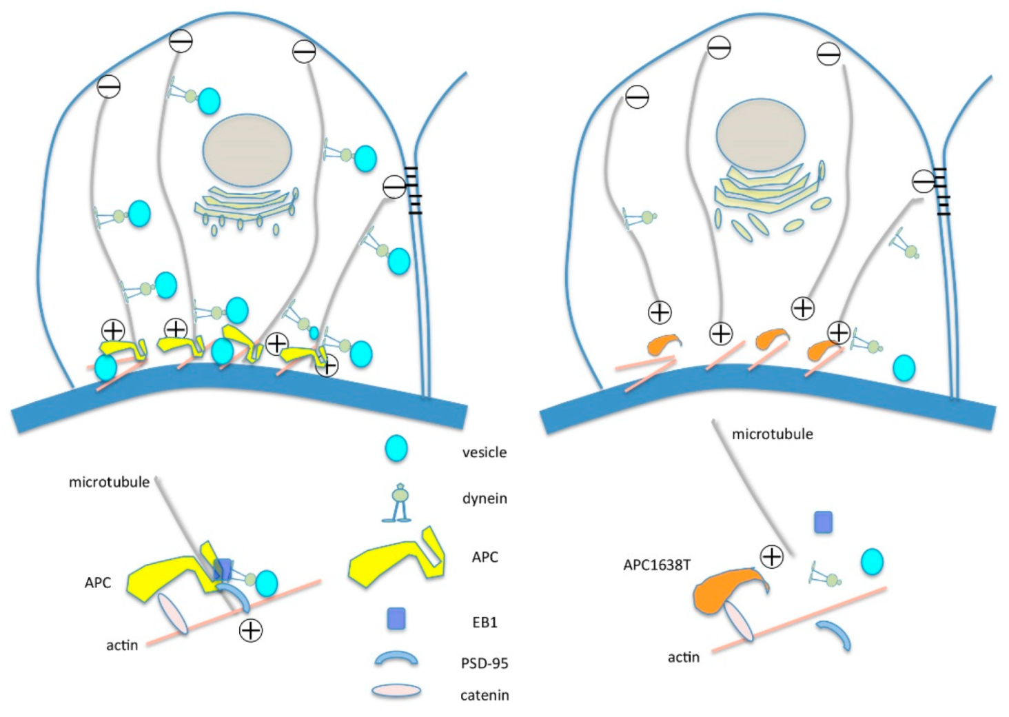 IJMS Free FullText Decreased Podocyte Vesicle Transcytosis and