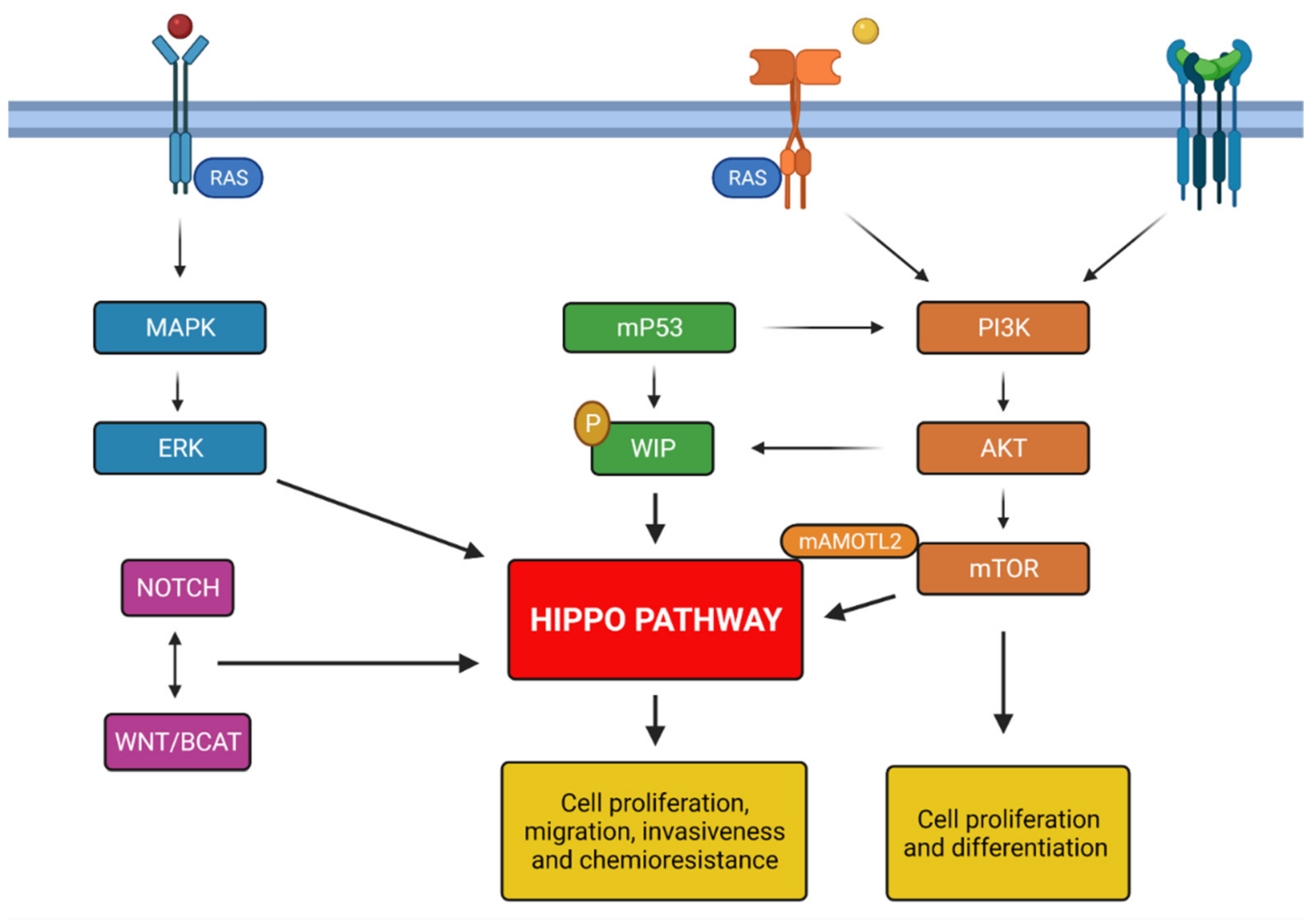 メンテナンス see Hippo Pathway in Regulating Drug Resistance of Glioblastoma