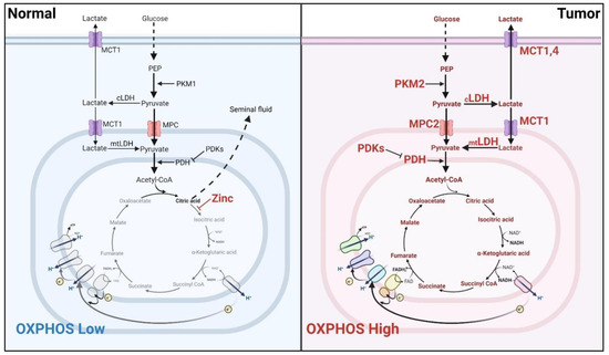 Ijms Free Full Text Targeting Mitochondrial Oxphos And Their Regulatory Signals In Prostate Cancers