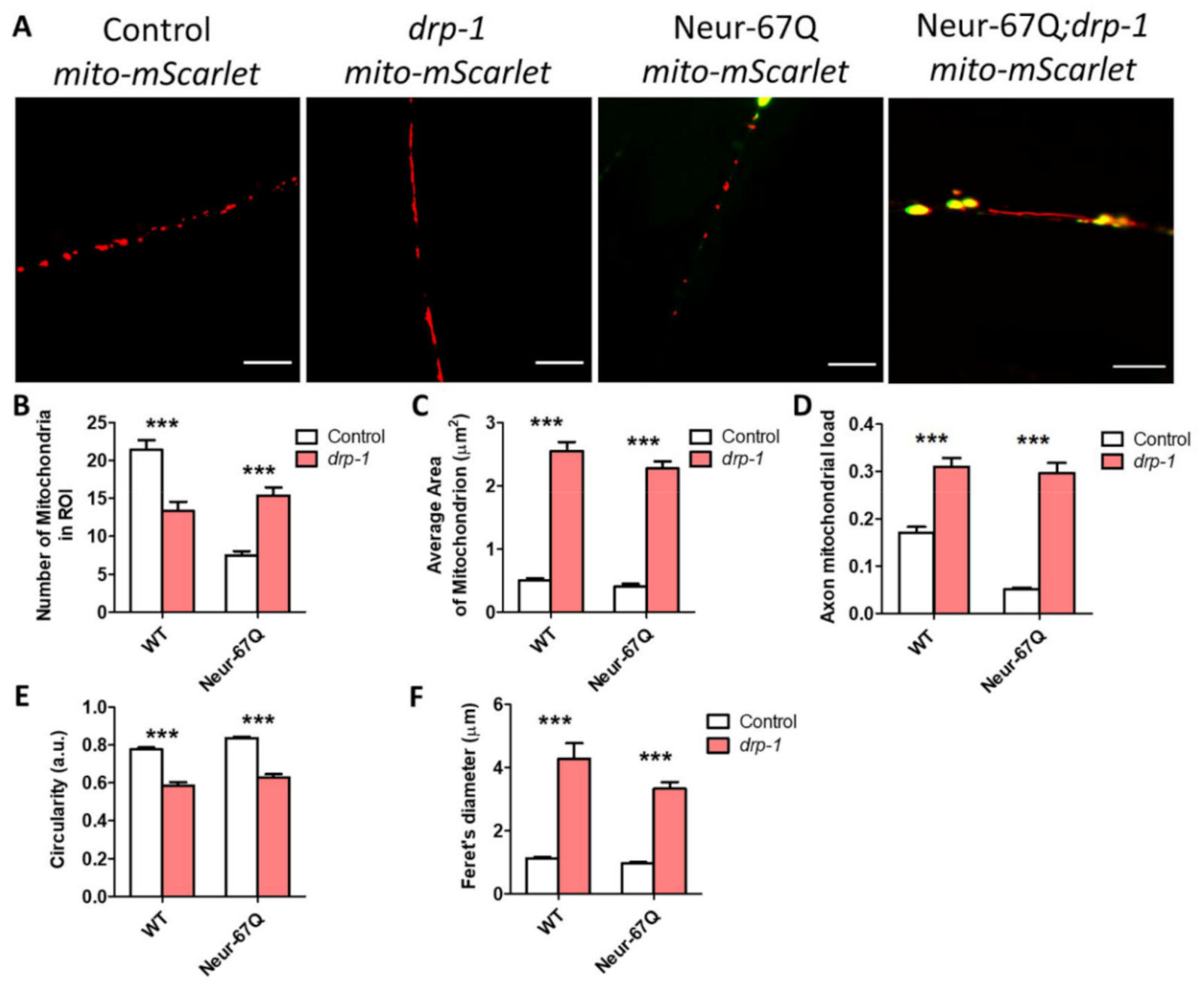 Ijms 22 13447 g004 Ijms 22 13447 g004