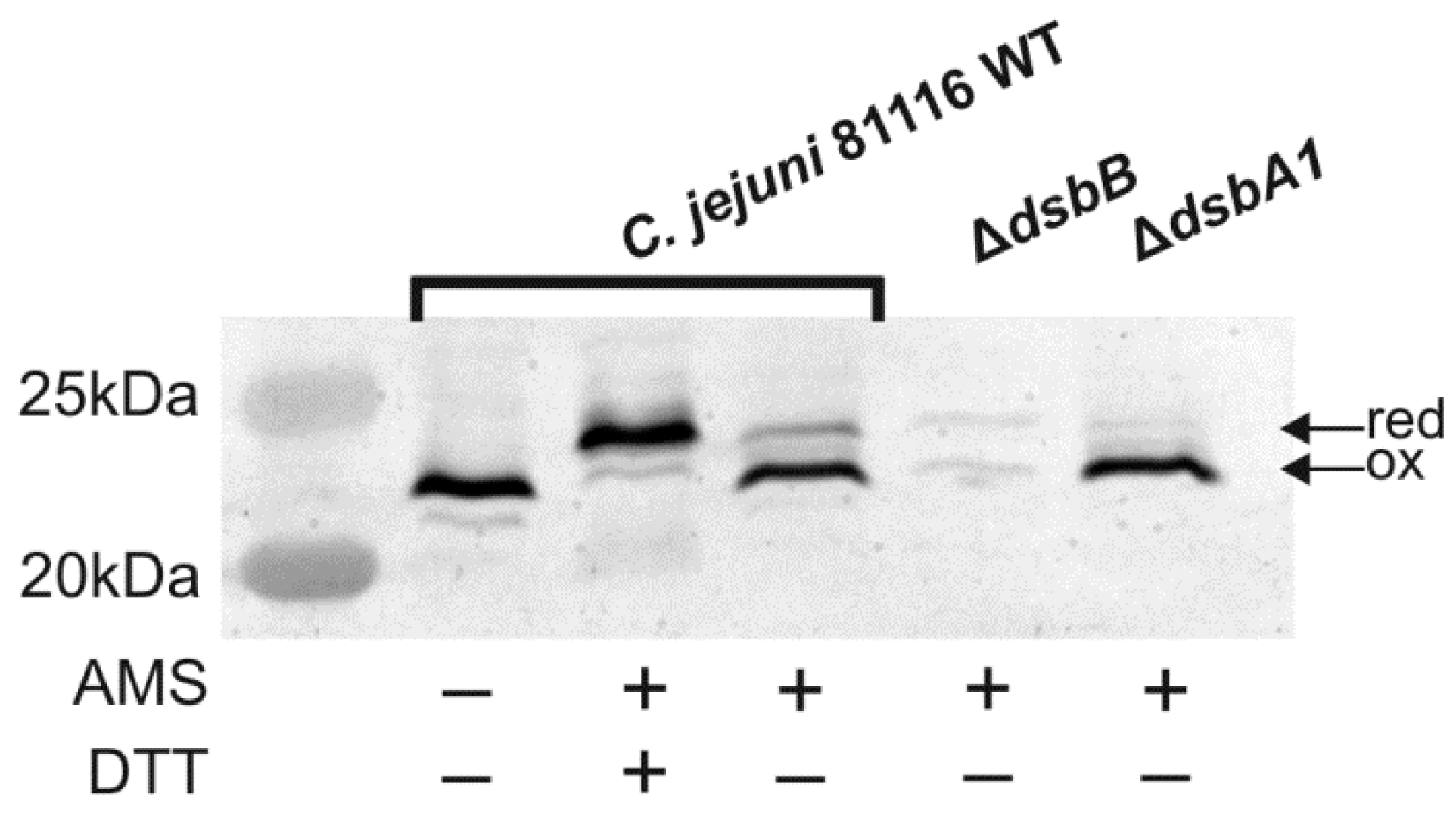 Ijms 22 13451 g002 Ijms 22 13451 g002