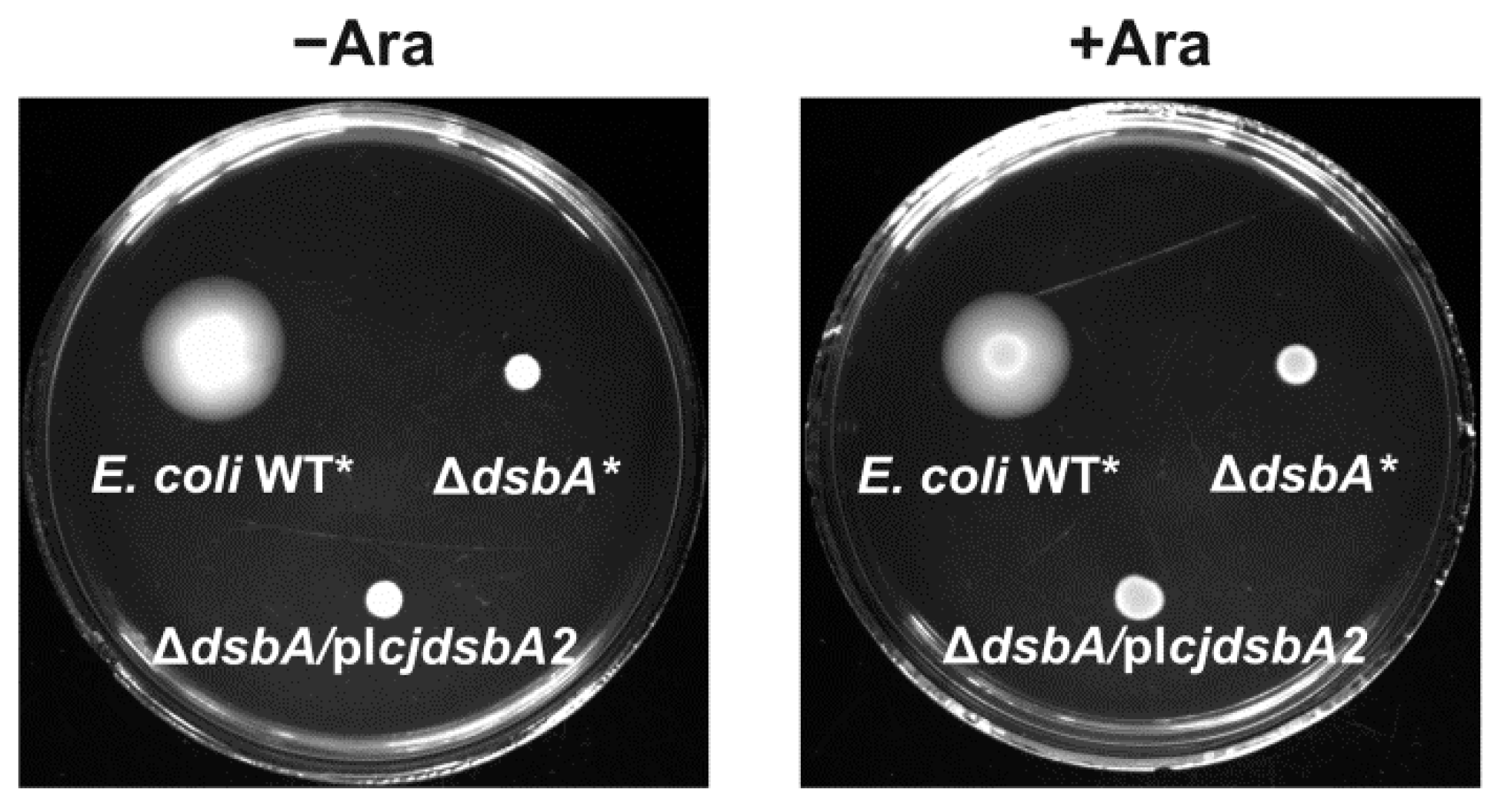 Ijms 22 13451 g005 Ijms 22 13451 g005