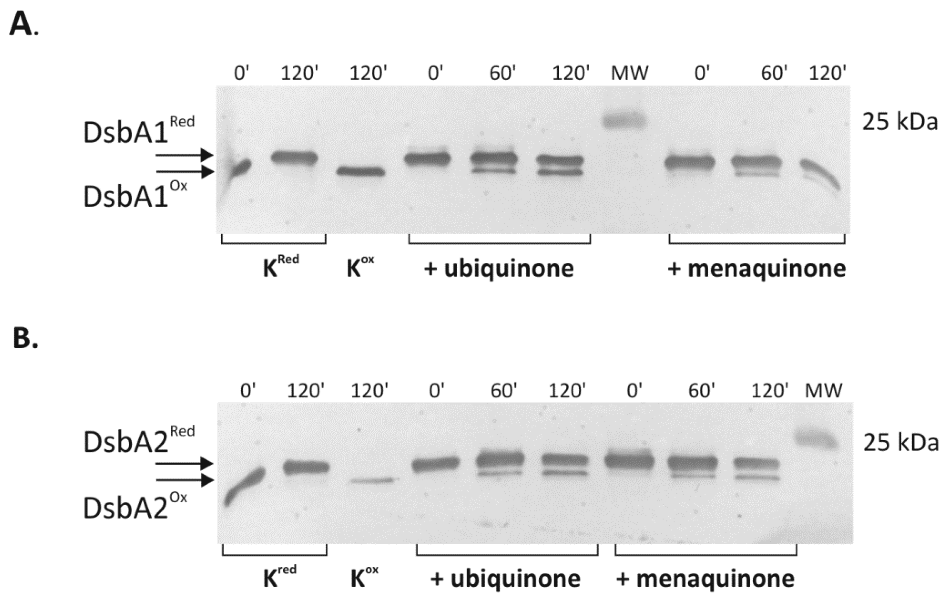 Ijms 22 13451 g011 Ijms 22 13451 g011
