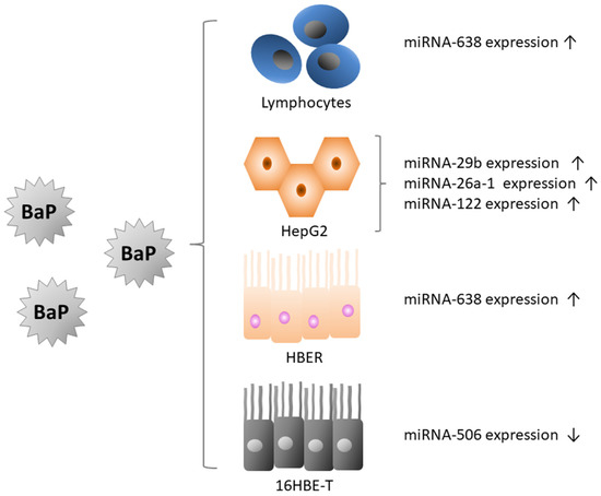 Influence of Benzo(a)pyrene on Different Epigenetic Processes