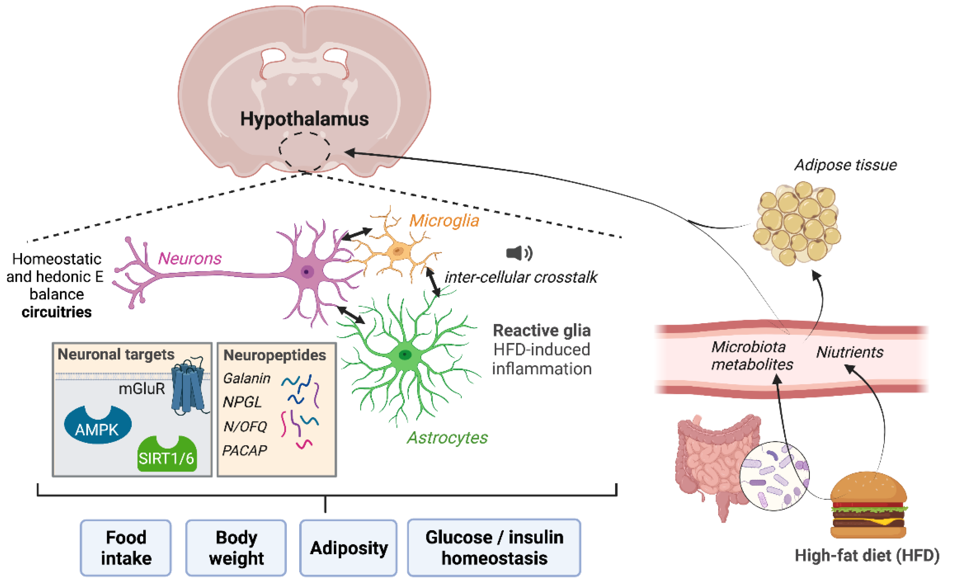 Ijms 22 13459 g001 550