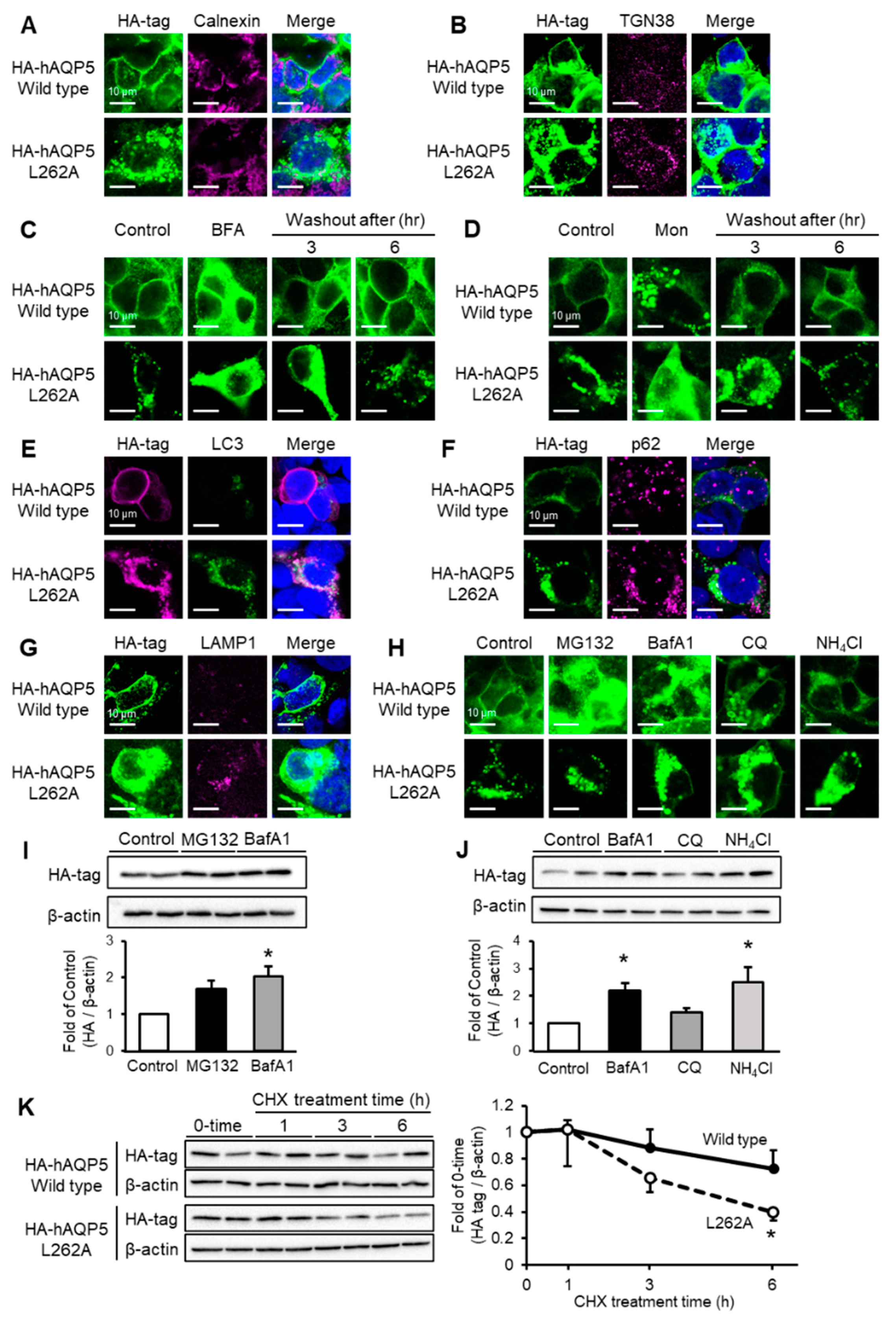 Ijms 22 13461 g004 550