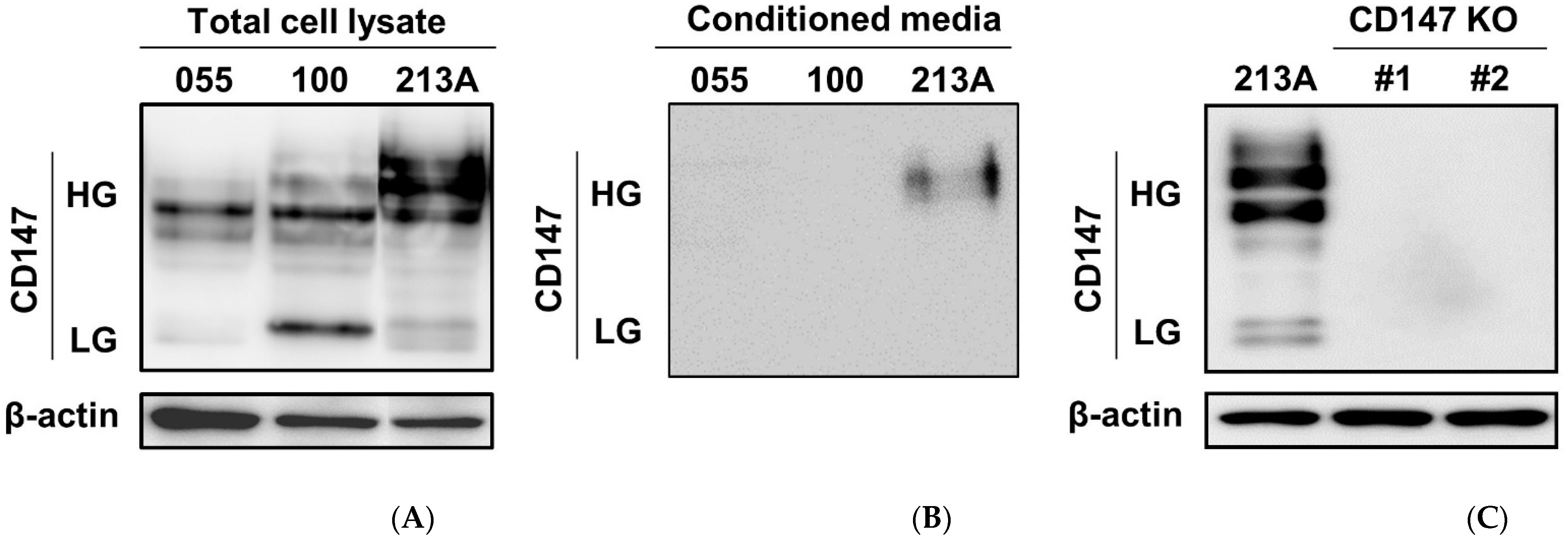 Ijms 22 13496 g001 550