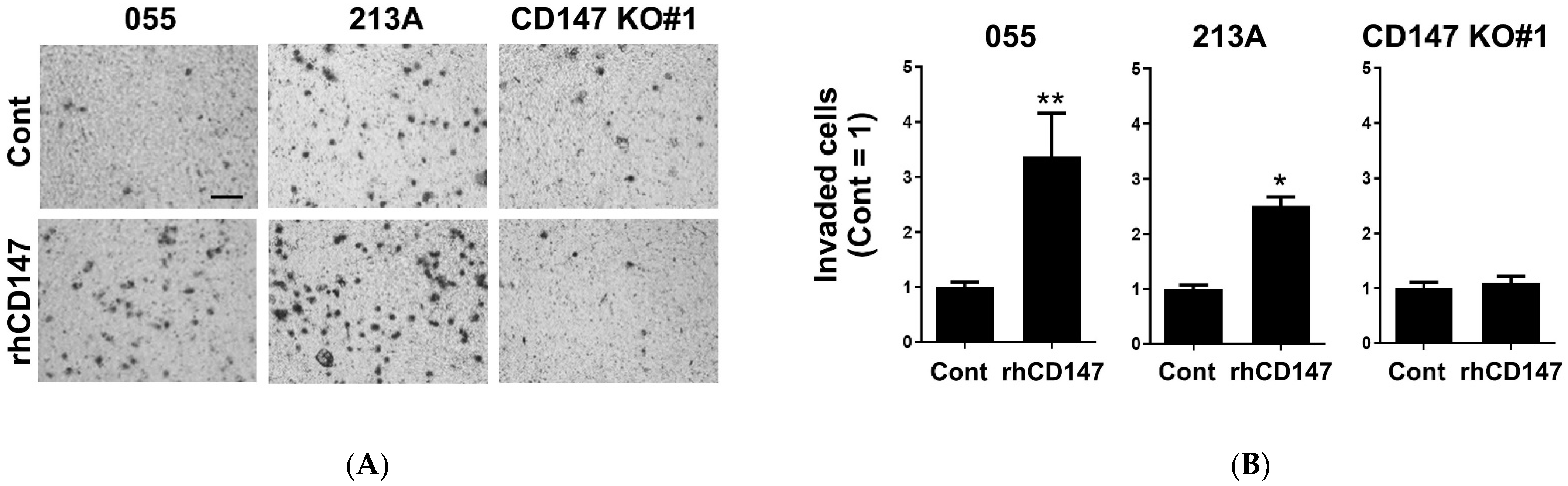 Ijms 22 13496 g005 550