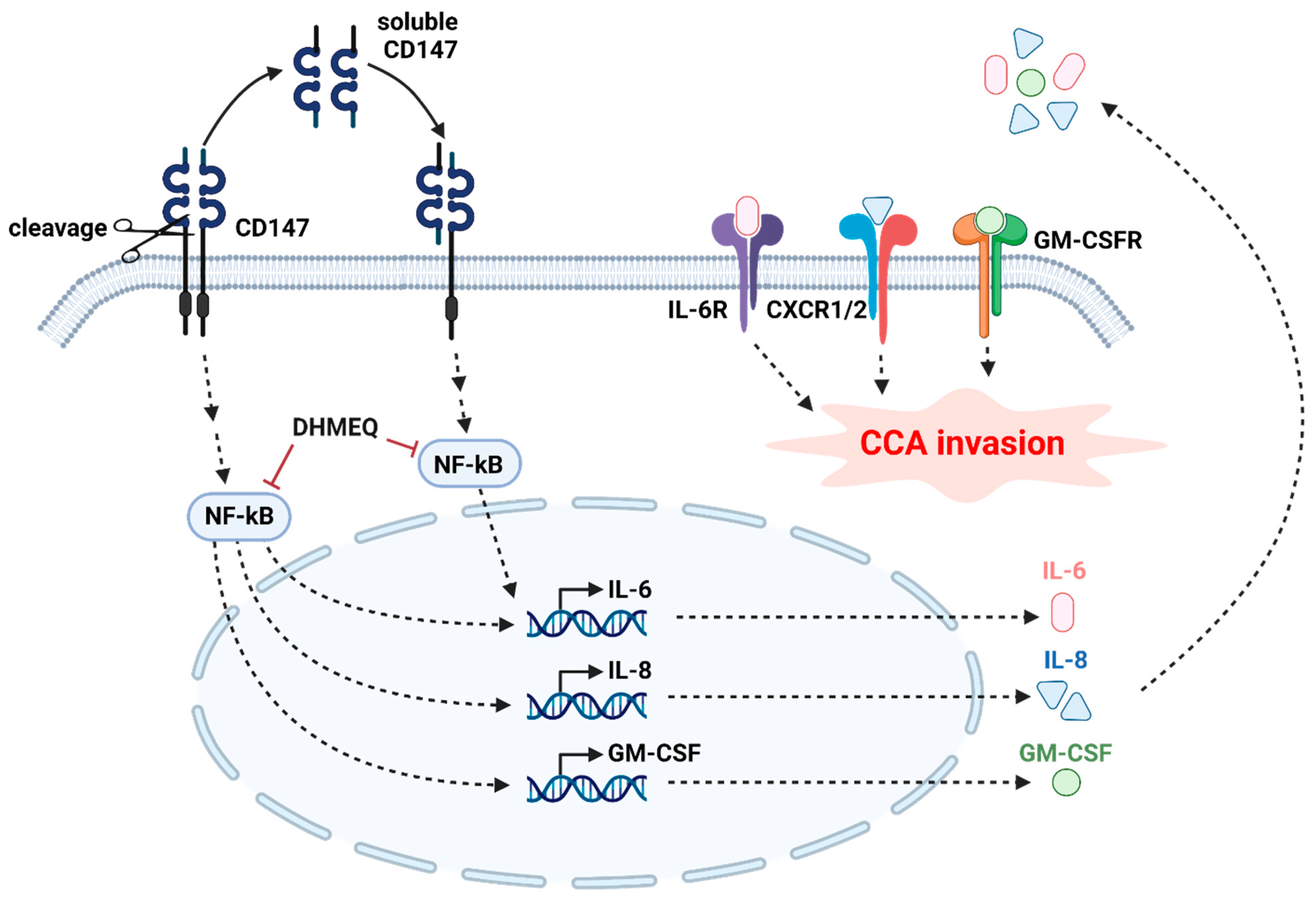 Ijms 22 13496 g009 550