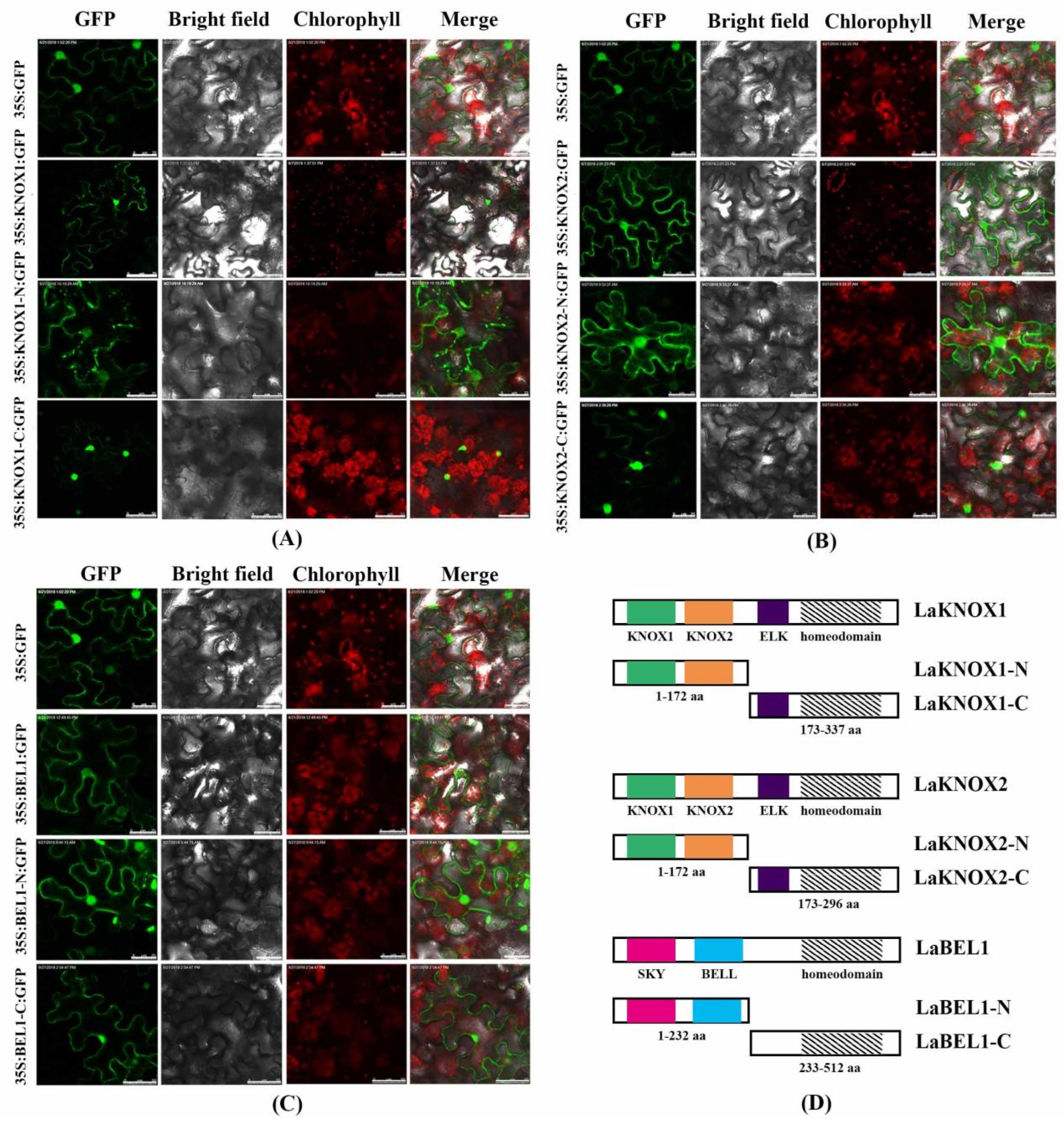 Ijms 22 13502 g005 Ijms 22 13502 g005