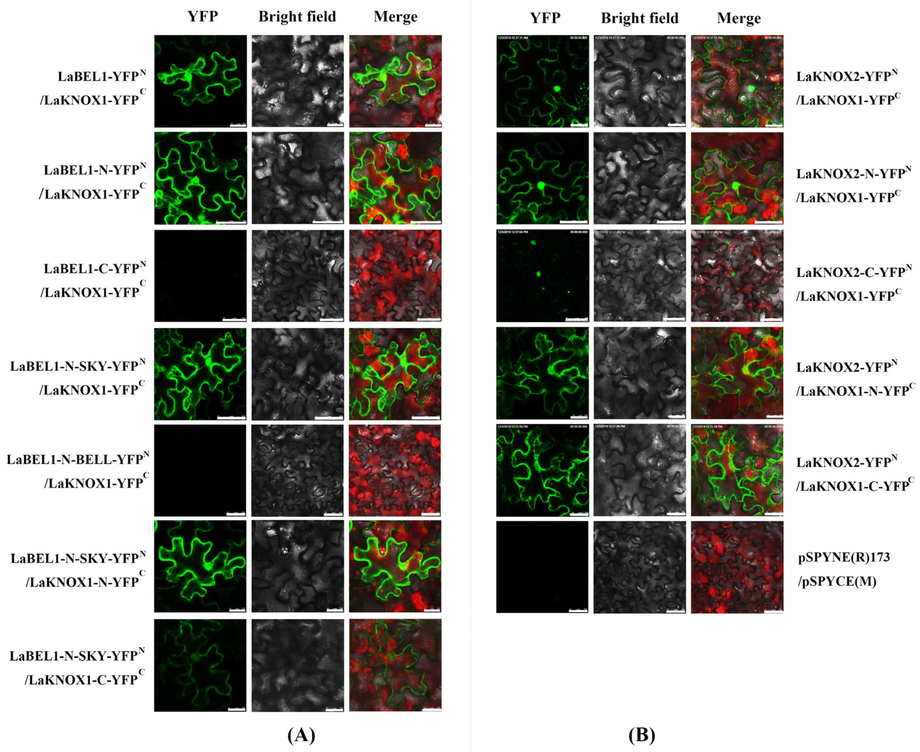 Ijms 22 13502 g006 Ijms 22 13502 g006