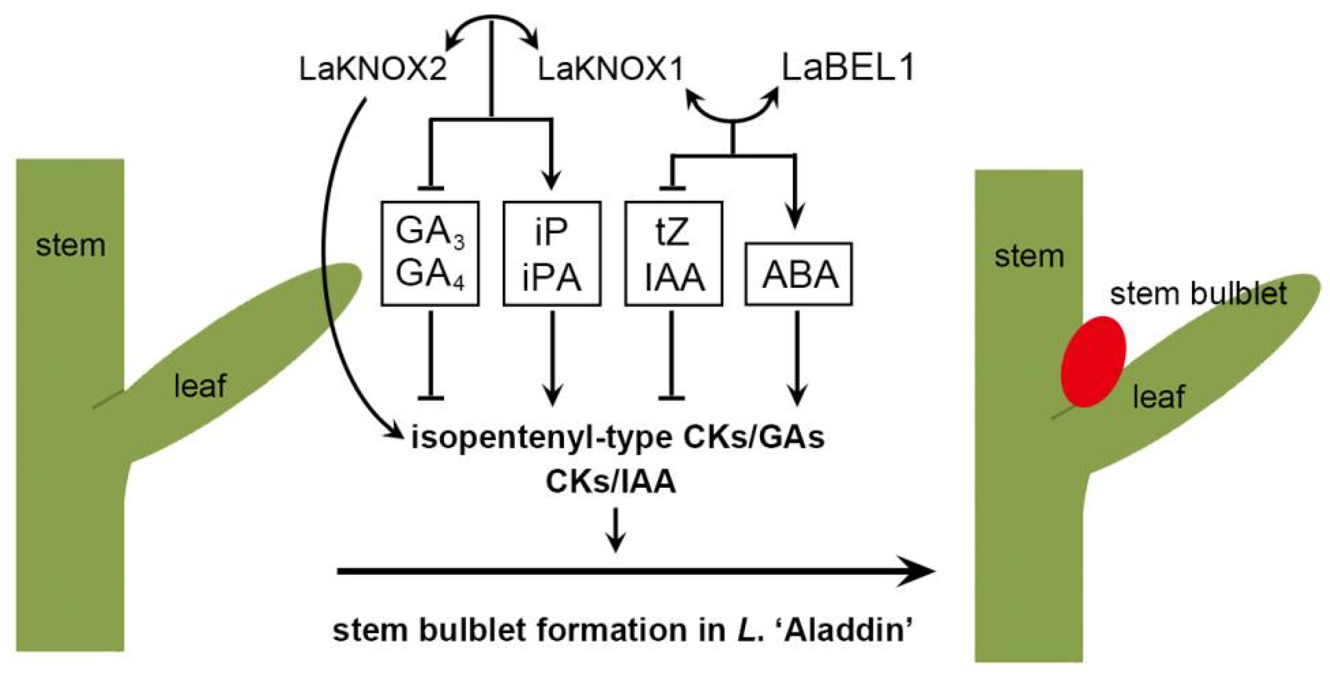 Ijms 22 13502 g009 Ijms 22 13502 g009