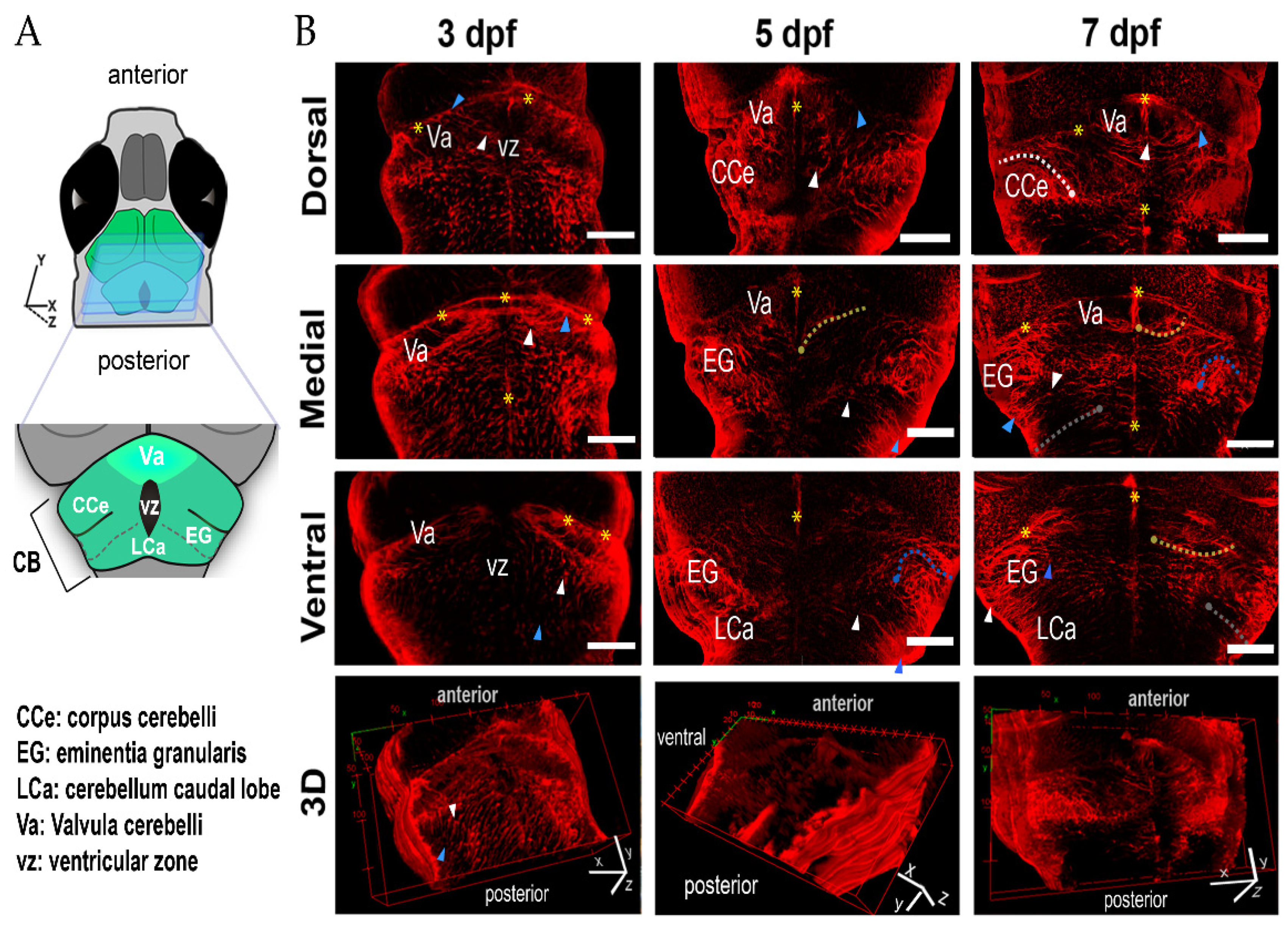 Ijms 22 13509 g001 550
