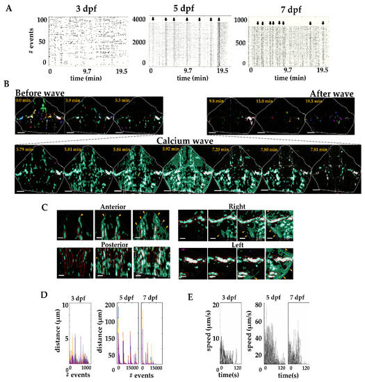 Calcium Signaling in the Cerebellar Radial Glia and Its Association ...
