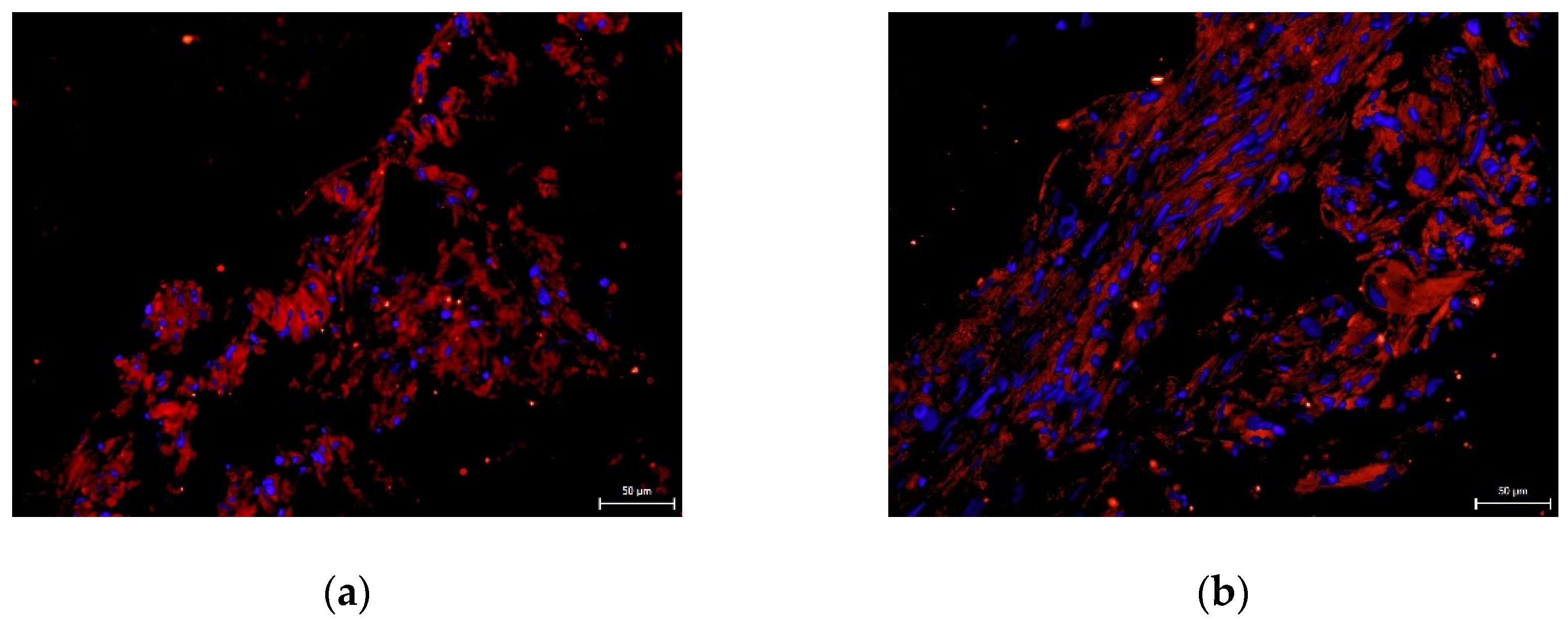 Ijms 22 13515 g007 550