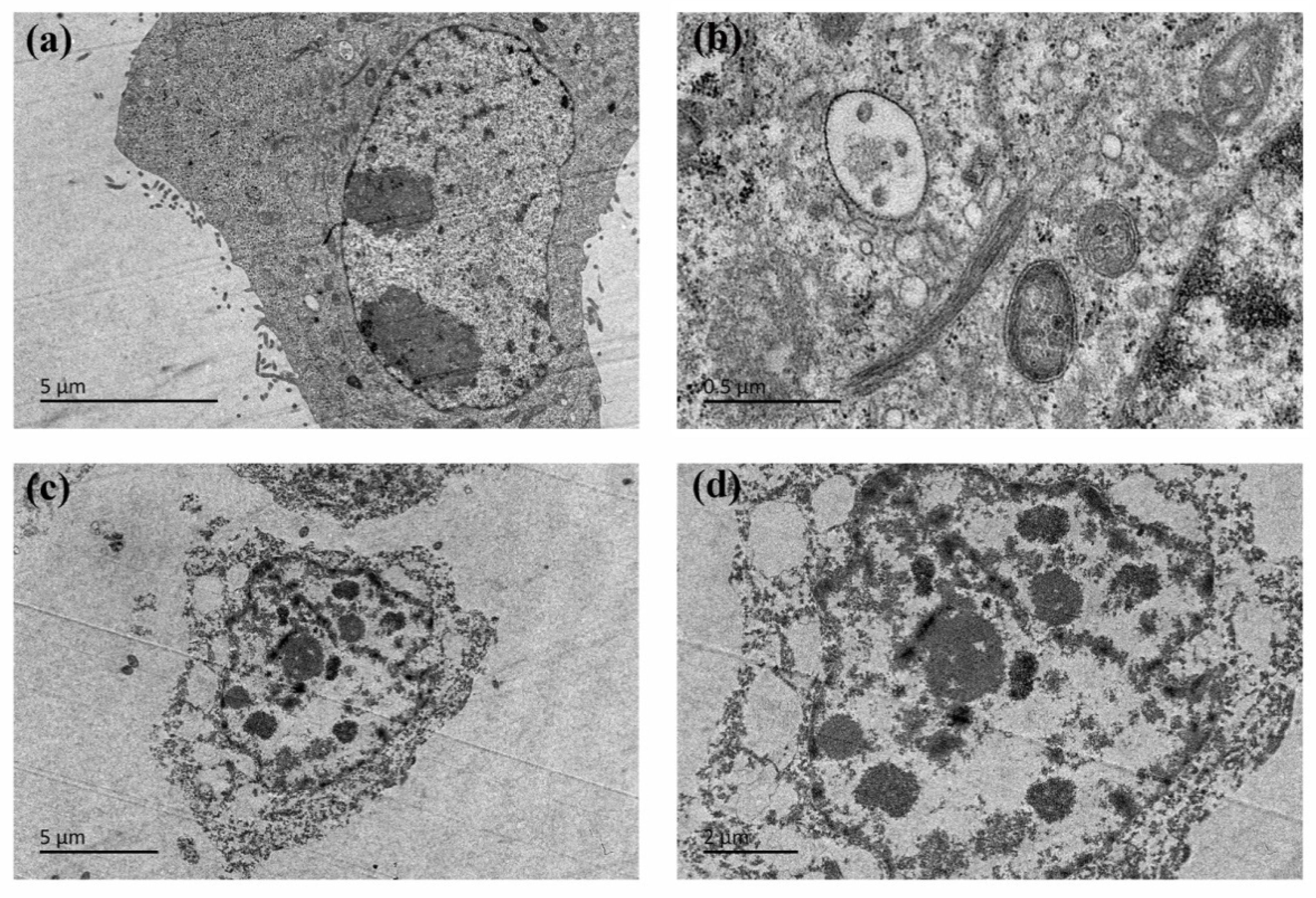 Ijms 22 13525 g004 550