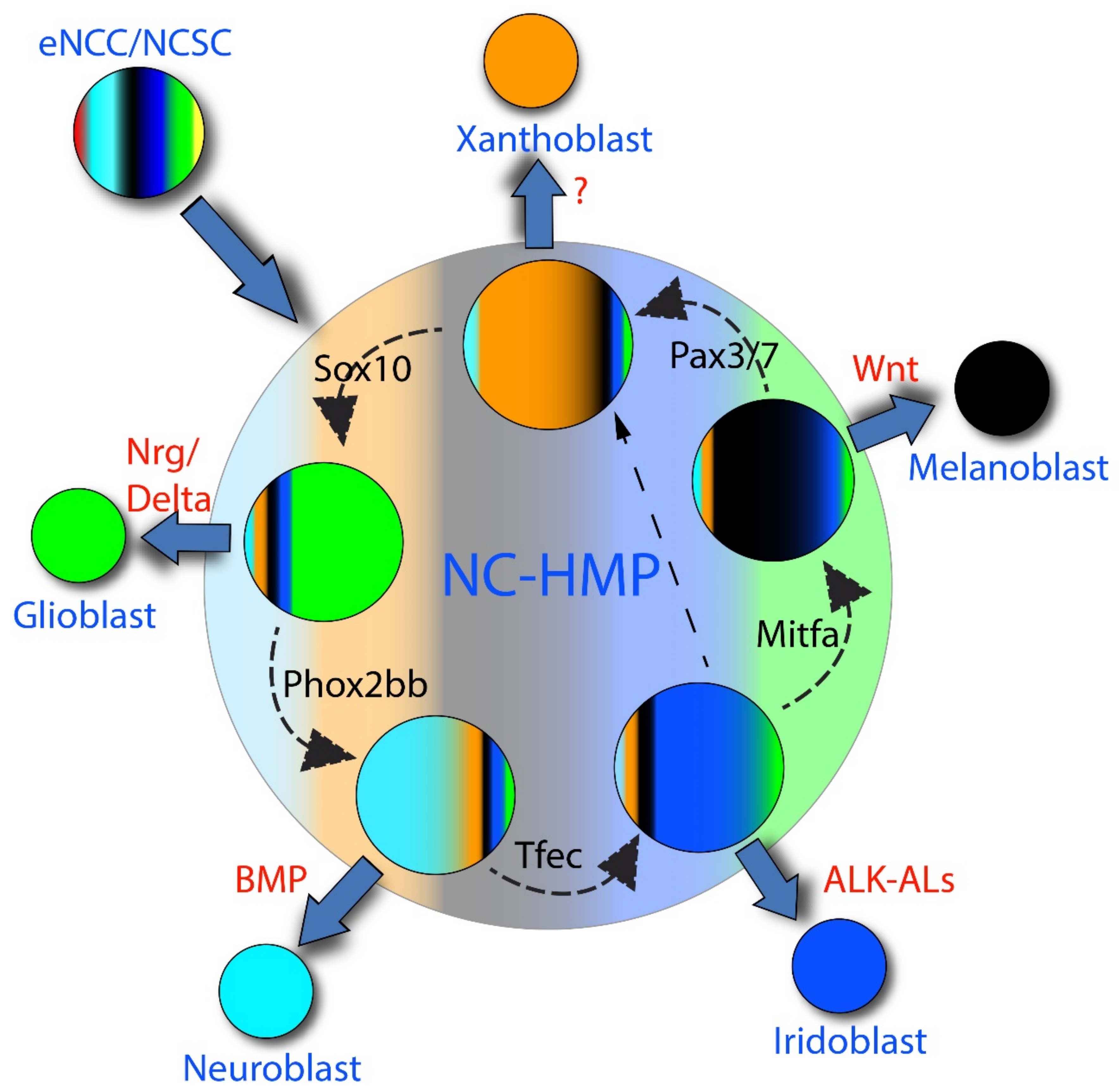 Ijms 22 13531 g003 Ijms 22 13531 g003