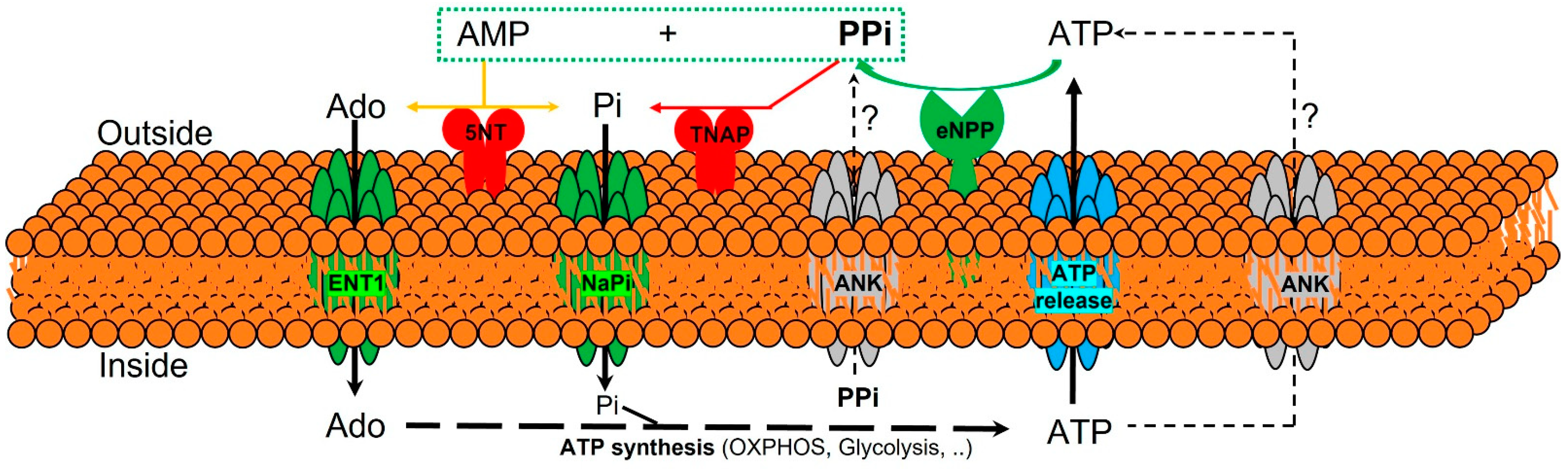 Ijms 22 13536 g003 Ijms 22 13536 g003