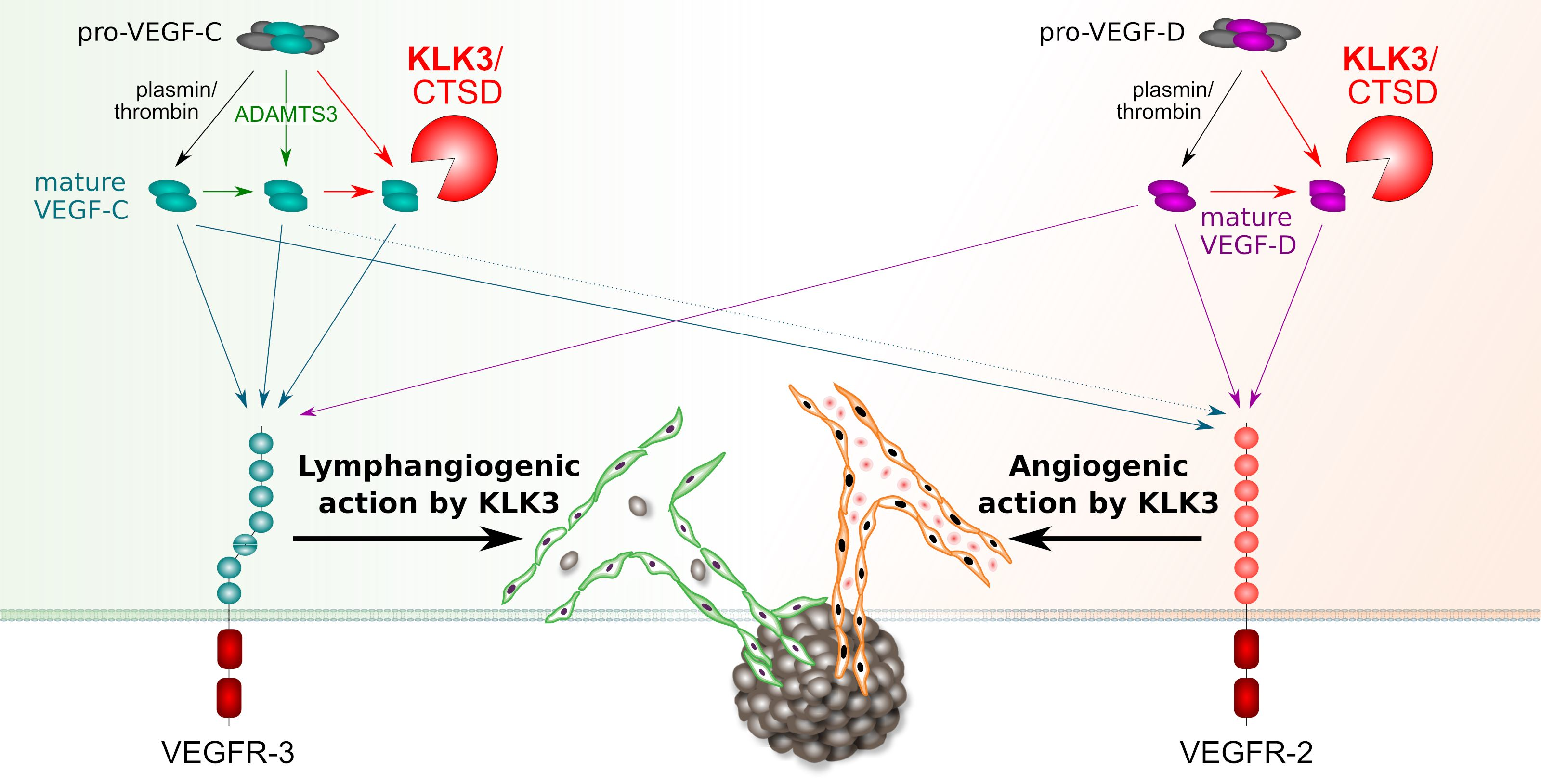 IJMS | Free Full-Text | KLK3 in the Regulation of Angiogenesis ...