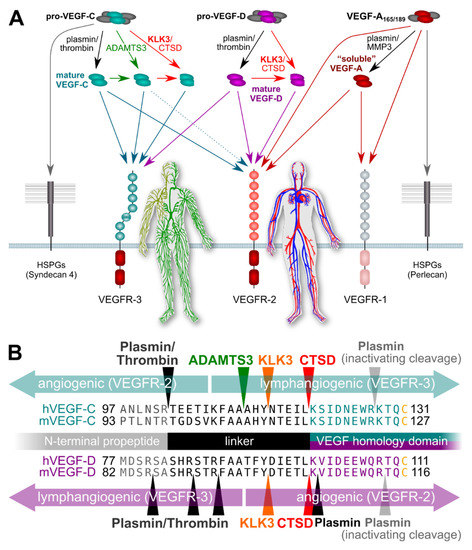 KLK3 in the Regulation of Angiogenesis—Tumorigenic or Not?